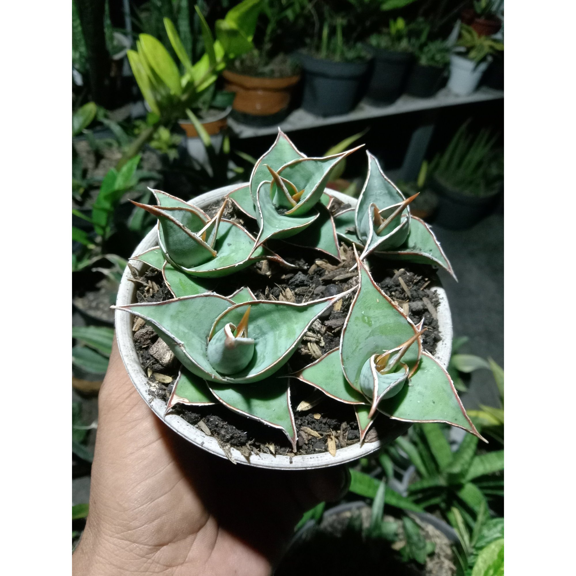 Sansevieria Pinguin Small 5 Pcs, real feature image plant. Picture taken directly from kaktus.id community Sansevieria farmer green houses.