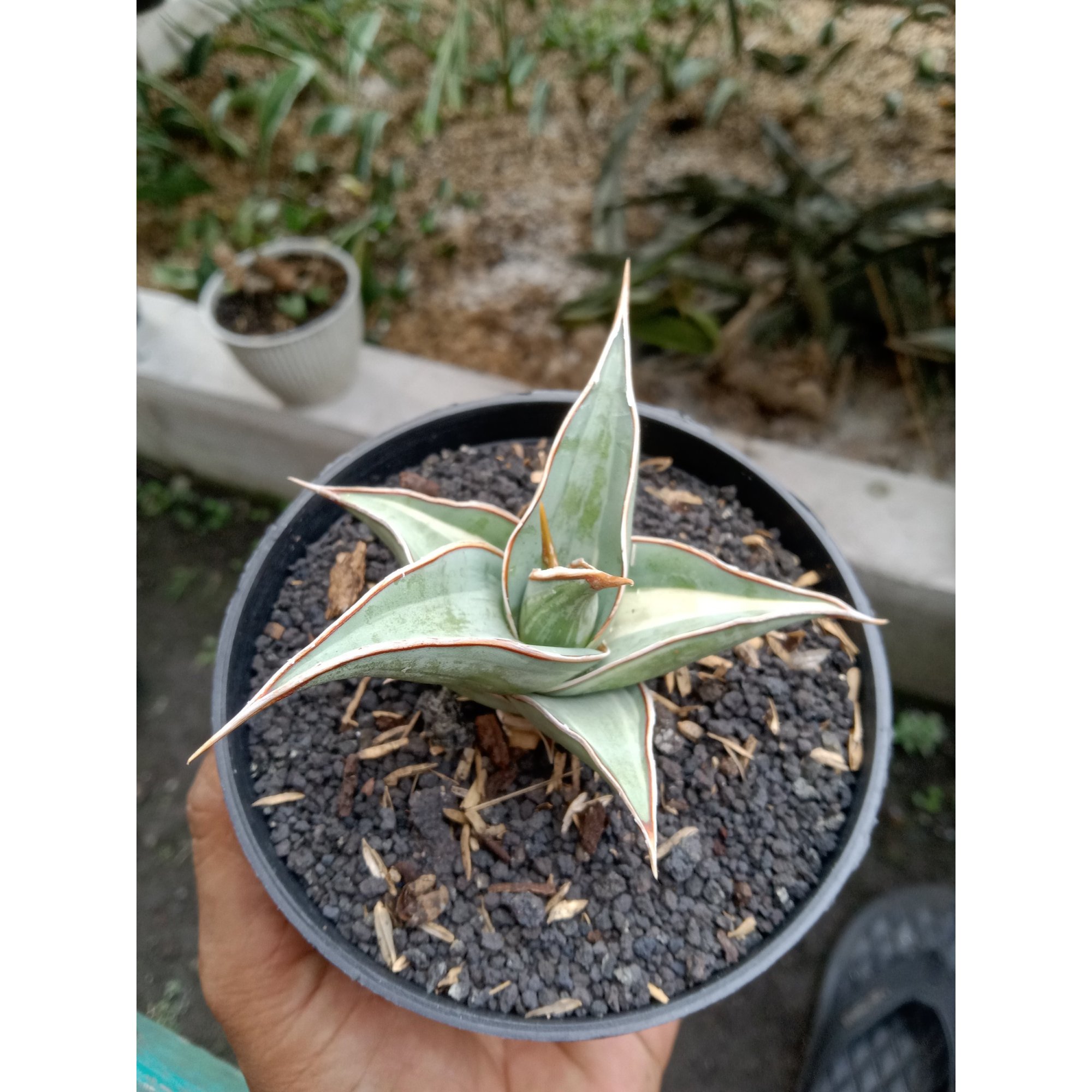 Sansevieria Pinguin Suneo Emboss Variegated, real feature image plant. Picture taken directly from kaktus.id community Sansevieria farmer green houses.