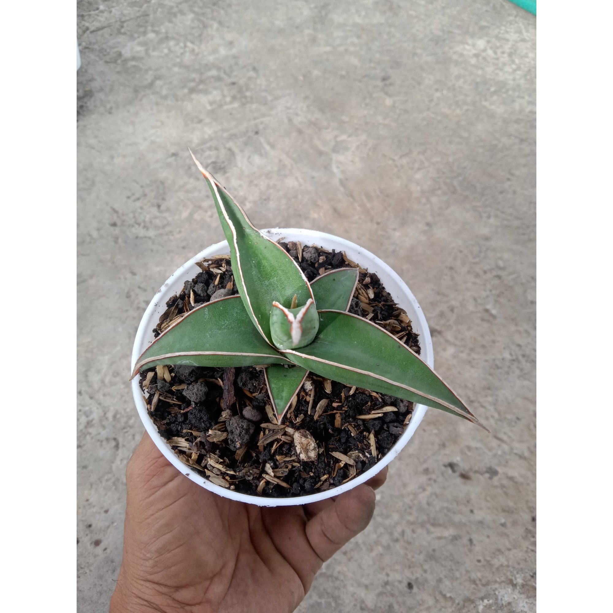 Sansevieria Pinguin X Lav61, real feature image plant. Picture taken directly from kaktus.id community Sansevieria farmer green houses.