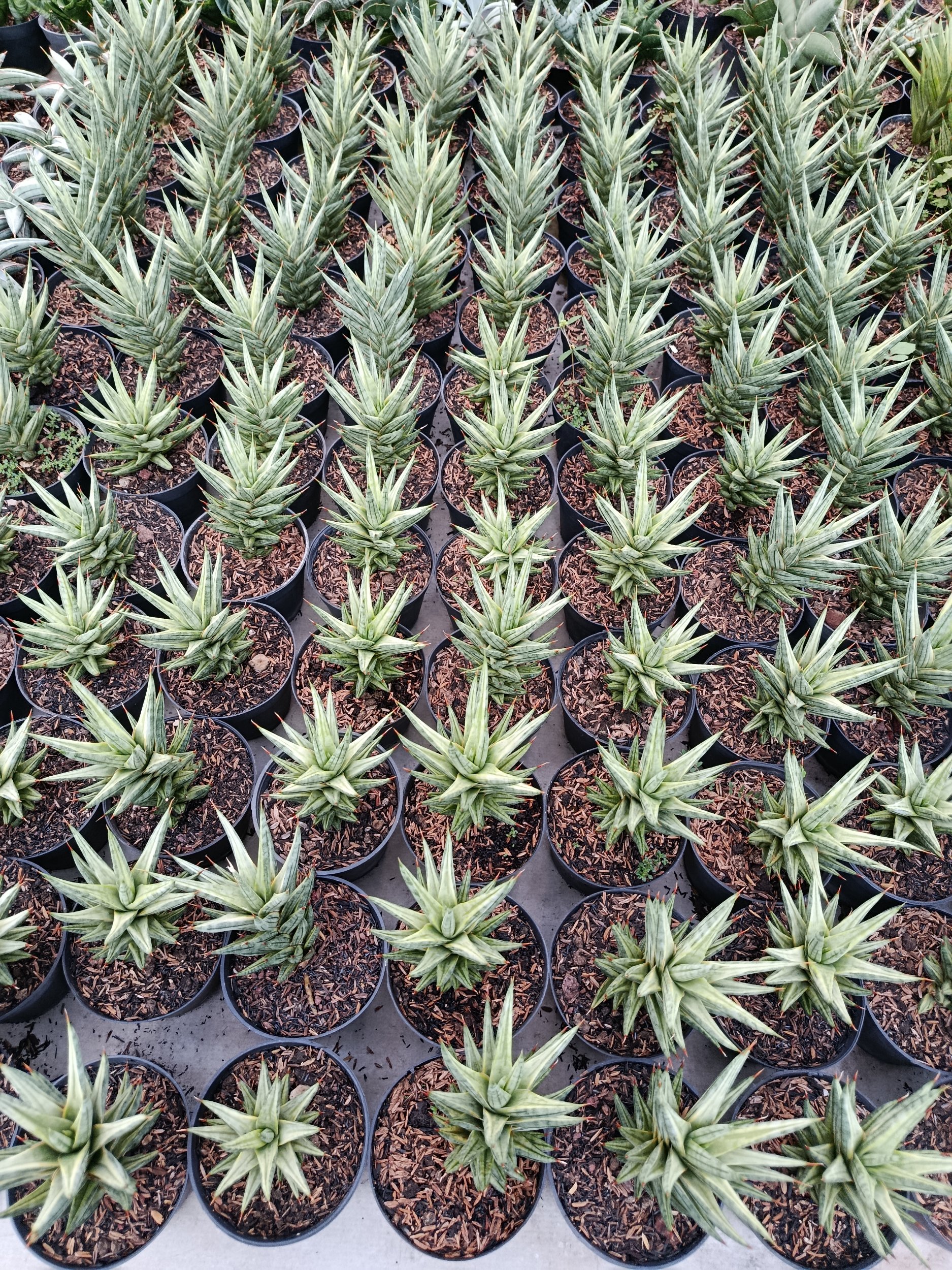 Sansevieria Prancisii White Valigata, real gallery image #1 plants. Picture taken directly from kaktus.id community Sansevieria farmer green houses.
