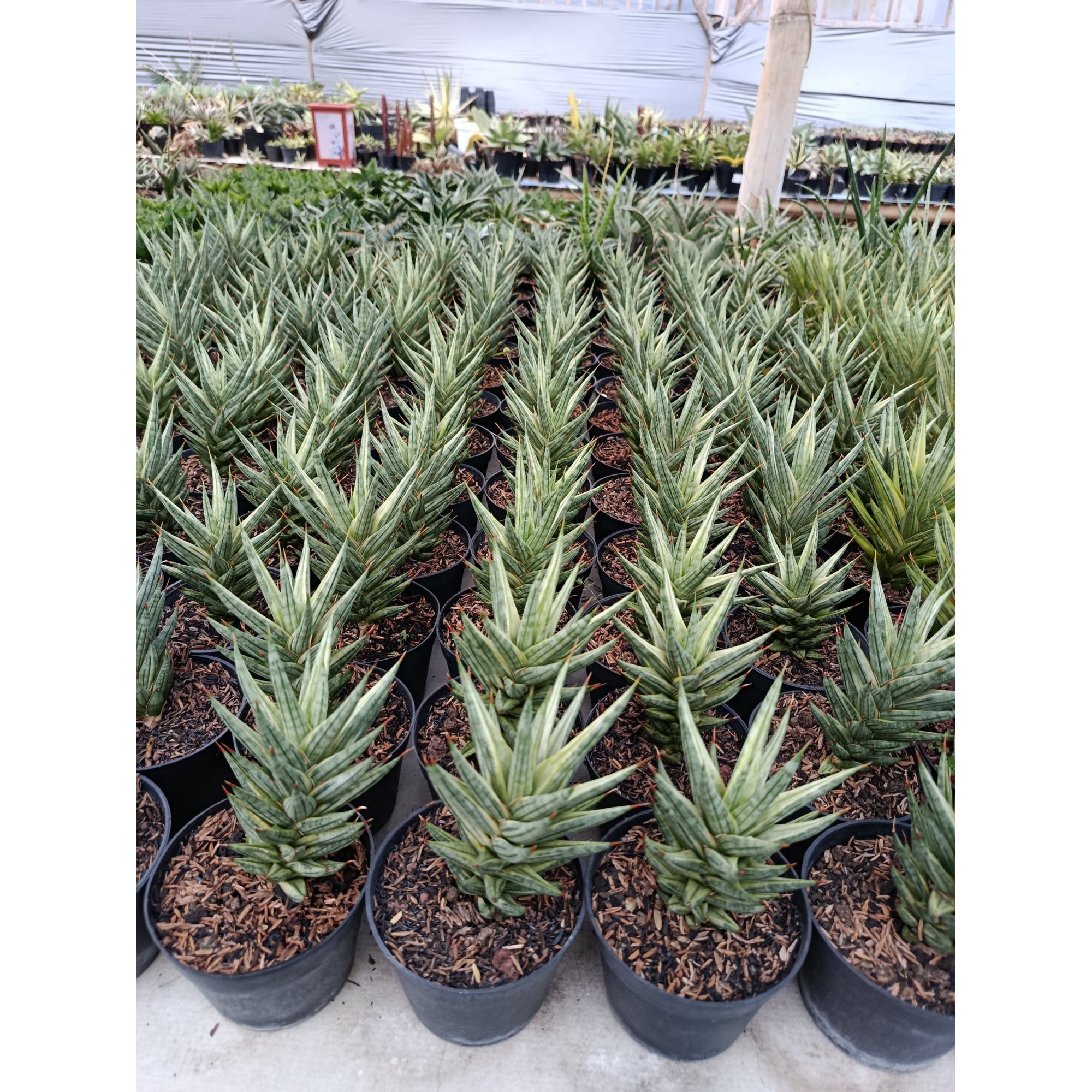 Sansevieria Prancisii White Valigata, real feature image plant. Picture taken directly from kaktus.id community Sansevieria farmer green houses.