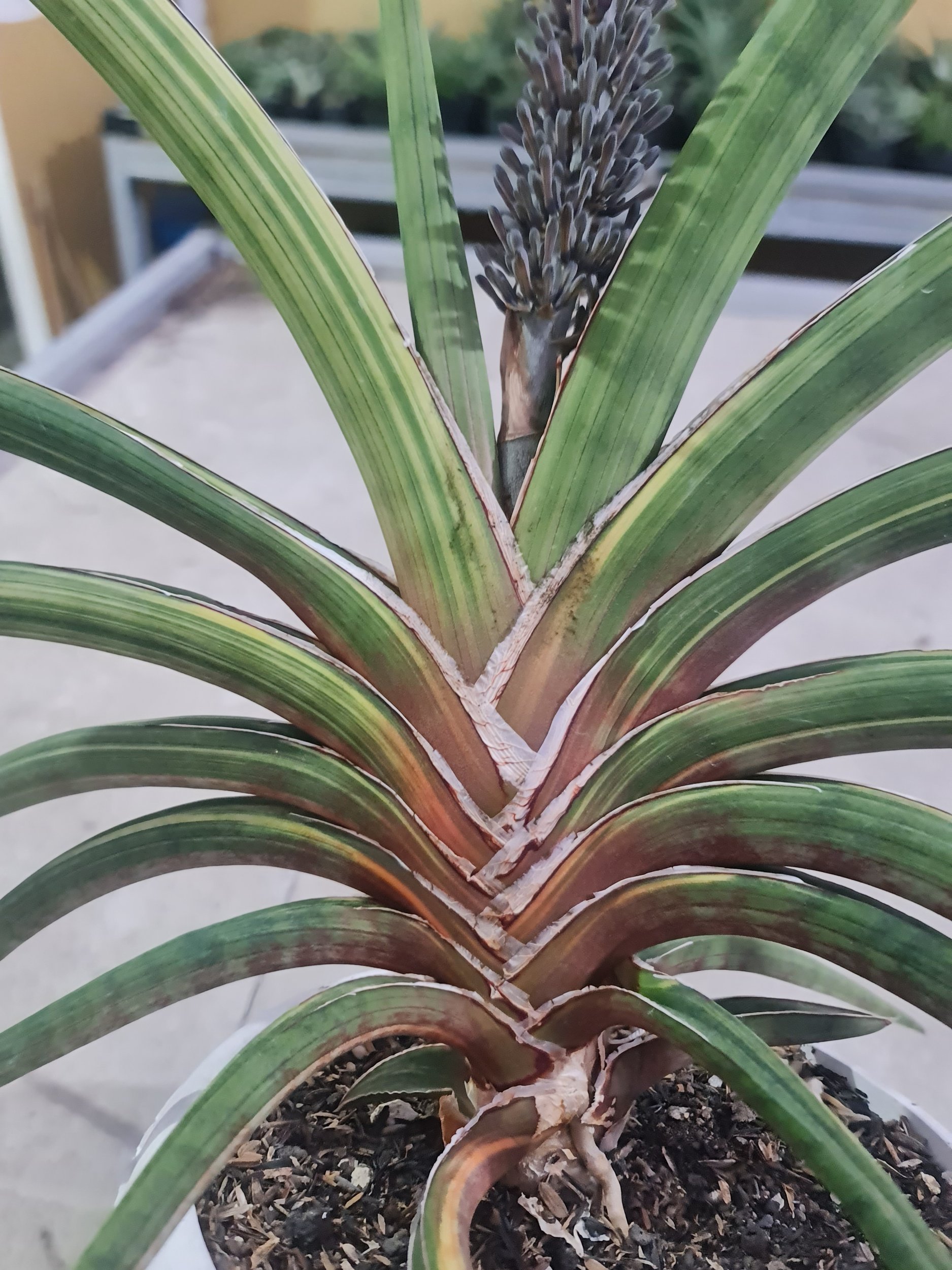 Sansevieria Rhidesiana Variegated Big Size 90cm Rosettes, real gallery image #1 plants. Picture taken directly from kaktus.id community Sansevieria farmer green houses.