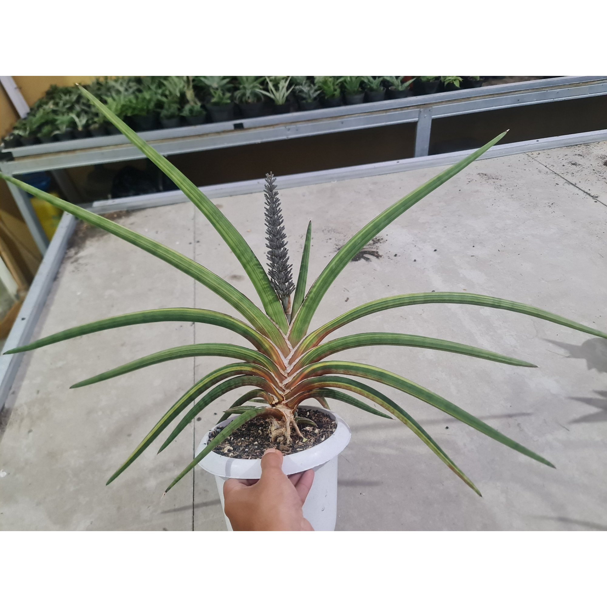 Sansevieria Rhidesiana Variegated Big Size 90cm Rosettes, real feature image plant. Picture taken directly from kaktus.id community Sansevieria farmer green houses.