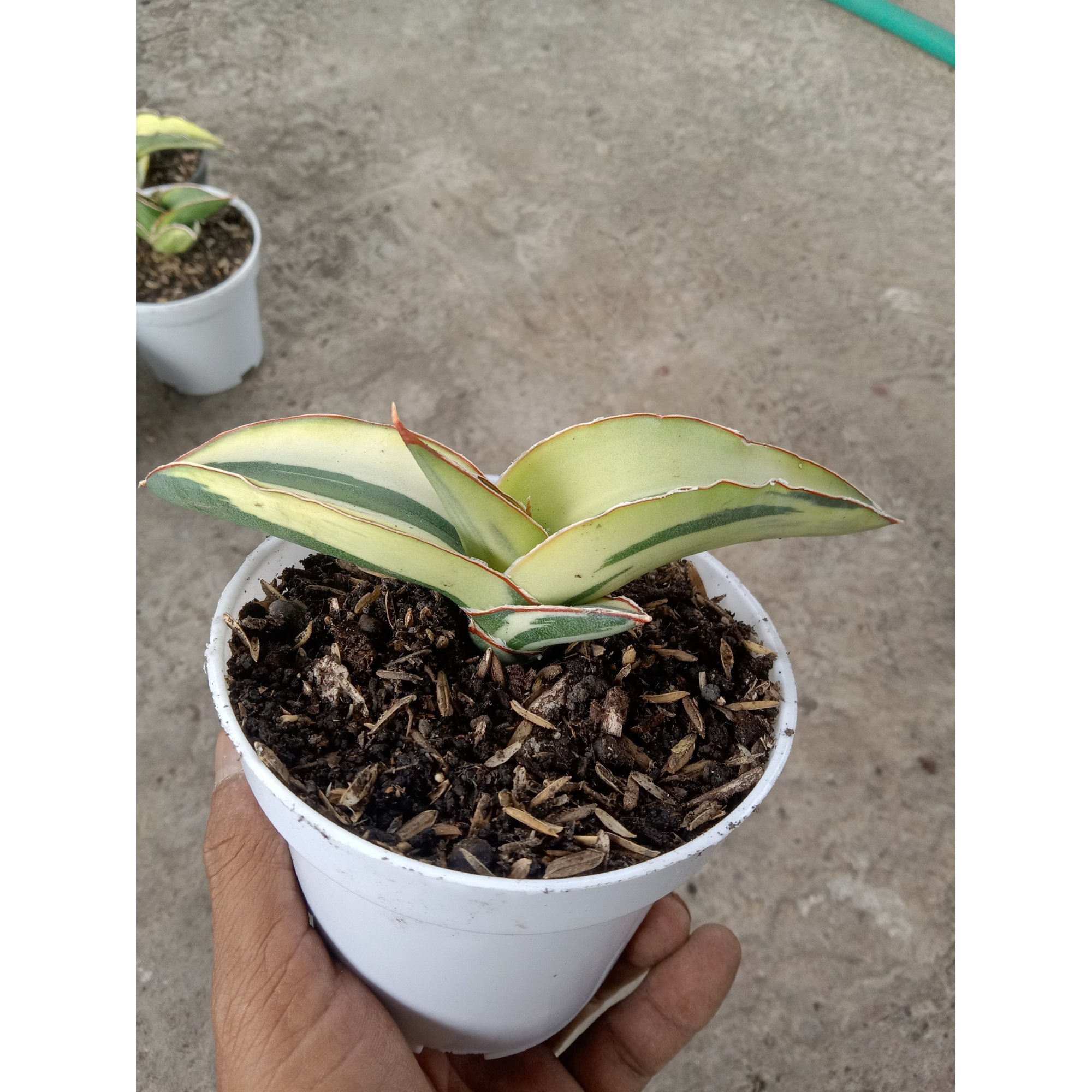 Sansevieria Robusta Draft White Variegated Aurea, real feature image plant. Picture taken directly from kaktus.id community Sansevieria farmer green houses.