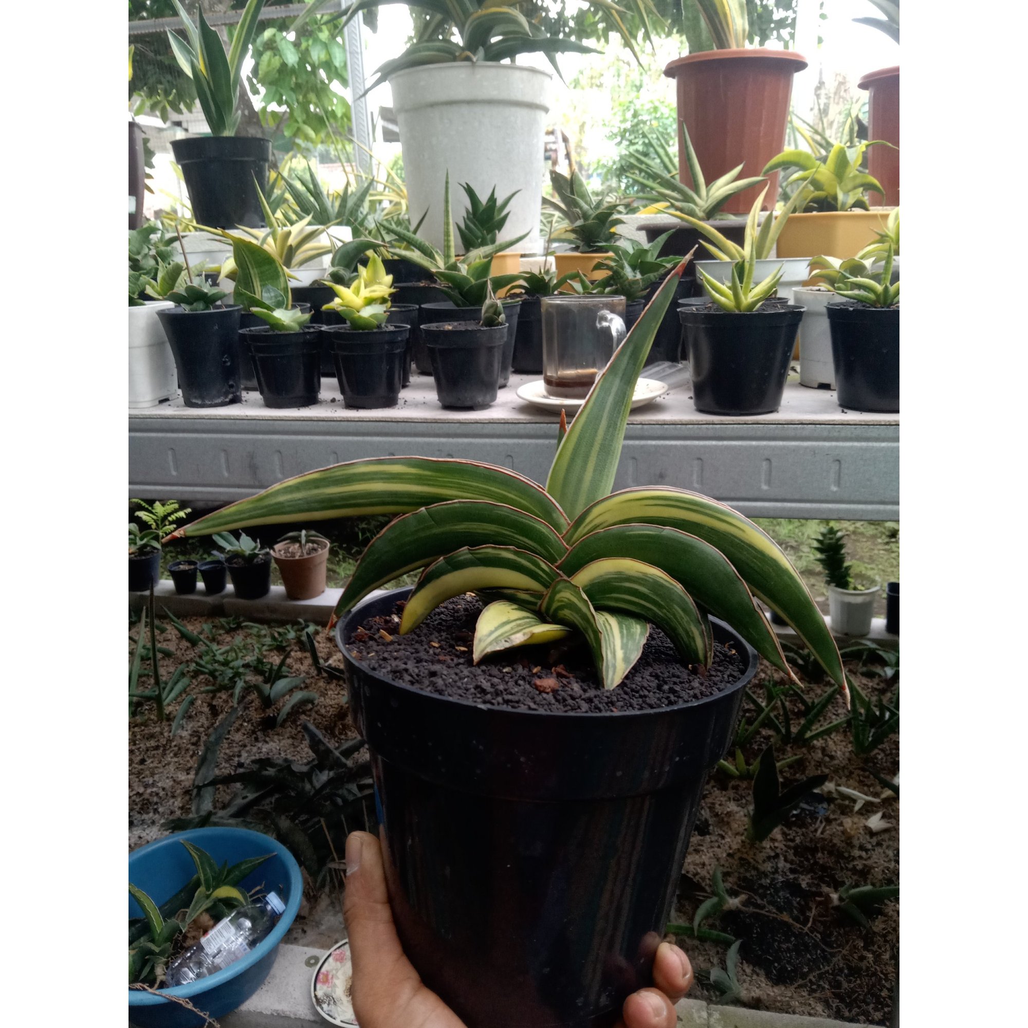 Sansevieria Robusta Draft Yellow Variegated Medium Size, real feature image plant. Picture taken directly from kaktus.id community Sansevieria farmer green houses.