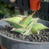 Sansevieria Rorida degger Variegated( Only Kid )
