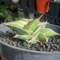 Sansevieria Rorida degger Variegated( Only Kid )