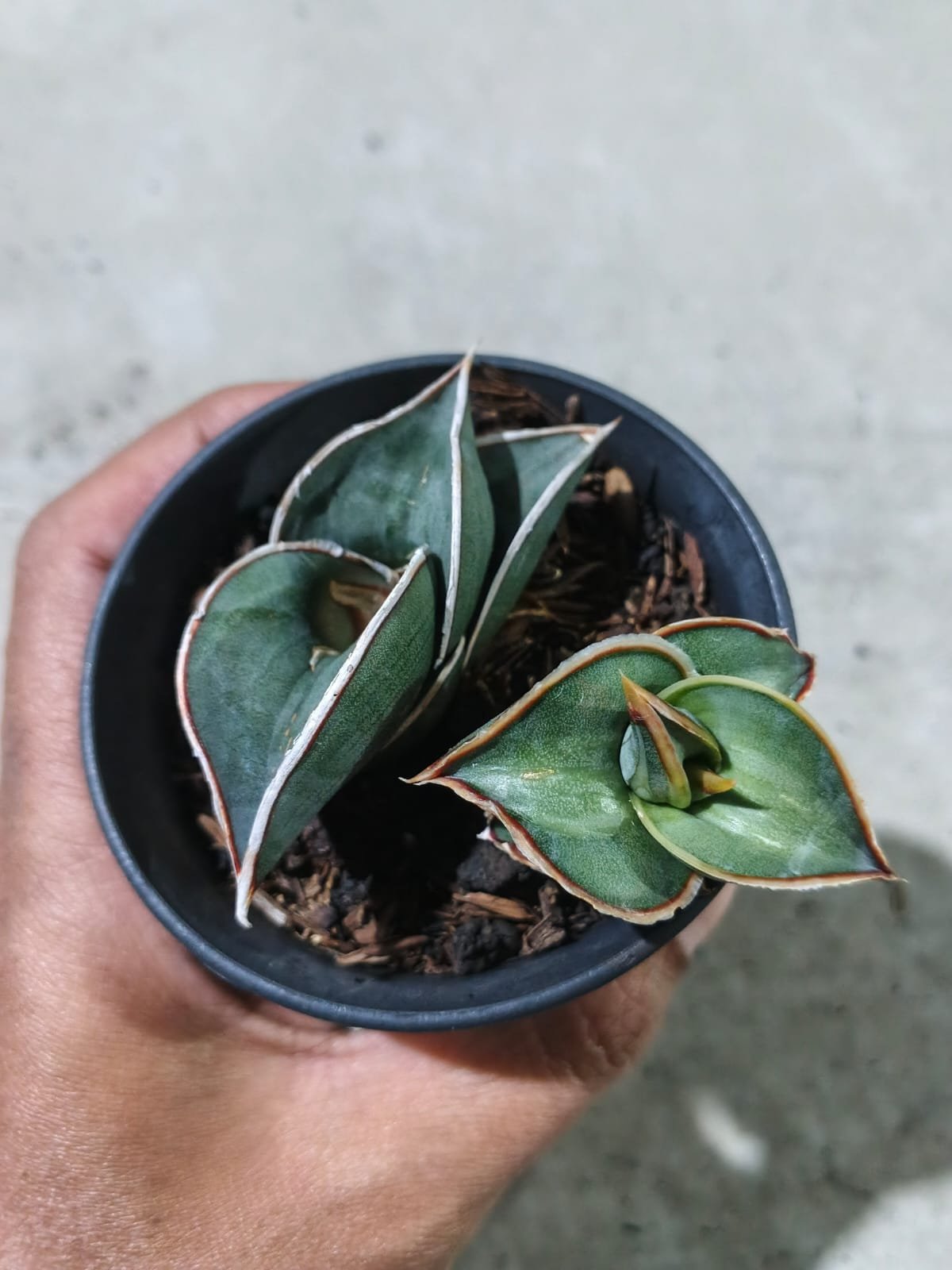 Sansevieria Rorida Emboss White + Mother, real gallery image #1 plants. Picture taken directly from kaktus.id community Sansevieria farmer green houses.