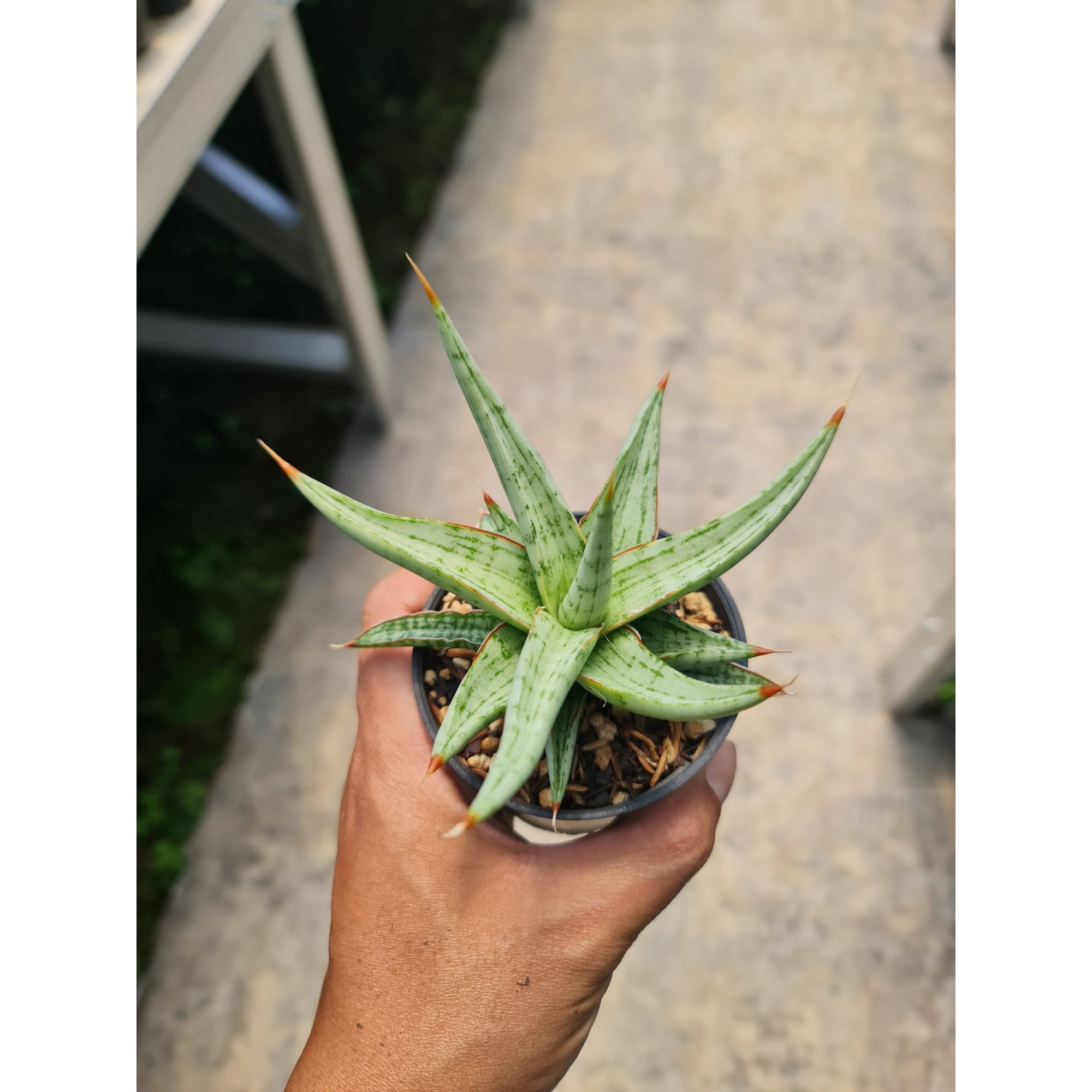 Sansevieria Rudal Pot 8cm, real feature image plant. Picture taken directly from kaktus.id community Sansevieria farmer green houses.