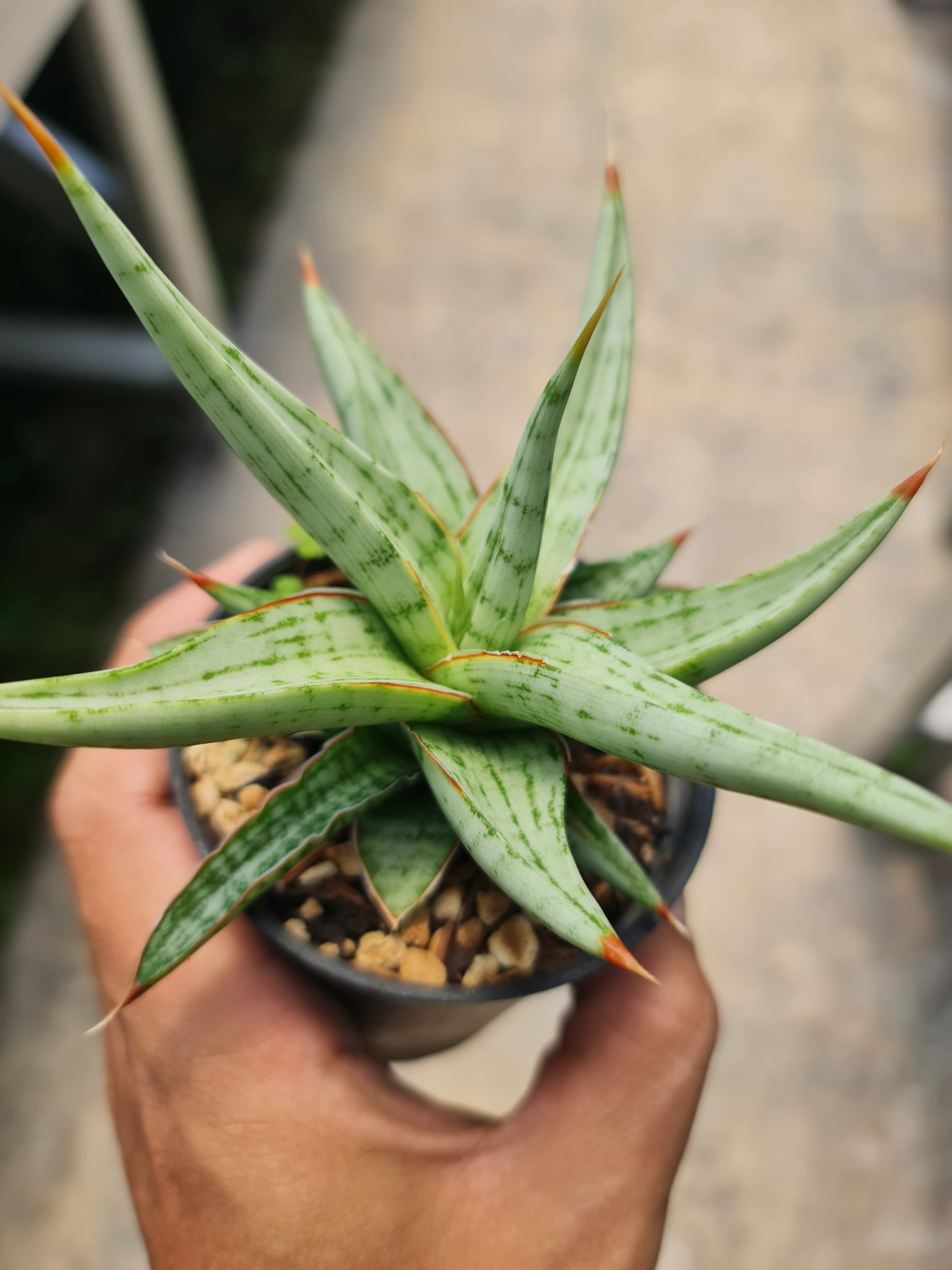 Sansevieria Rudal Pot 8cm, real gallery image #1 plants. Picture taken directly from kaktus.id community Sansevieria farmer green houses.