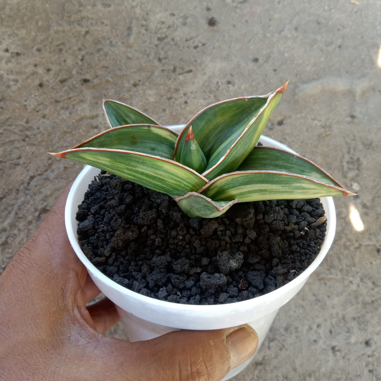 Sansevieria Samurai Draft Variegated