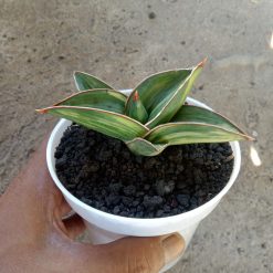 Sansevieria Samurai Draft Variegated