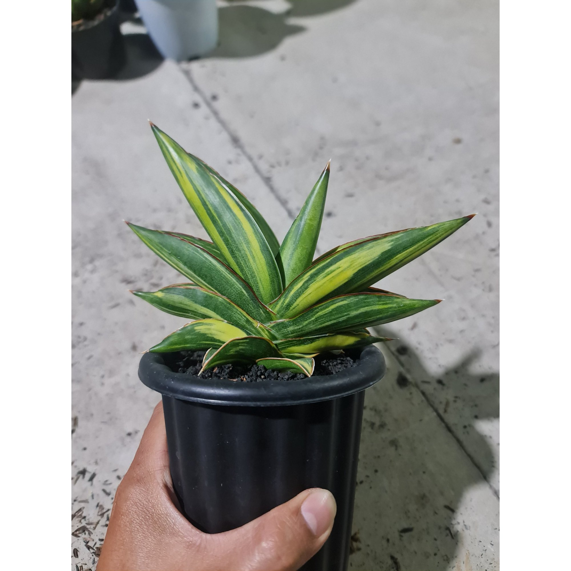 Sansevieria Sawasdee Variegated Striata, real feature image plant. Picture taken directly from kaktus.id community Sansevieria farmer green houses.