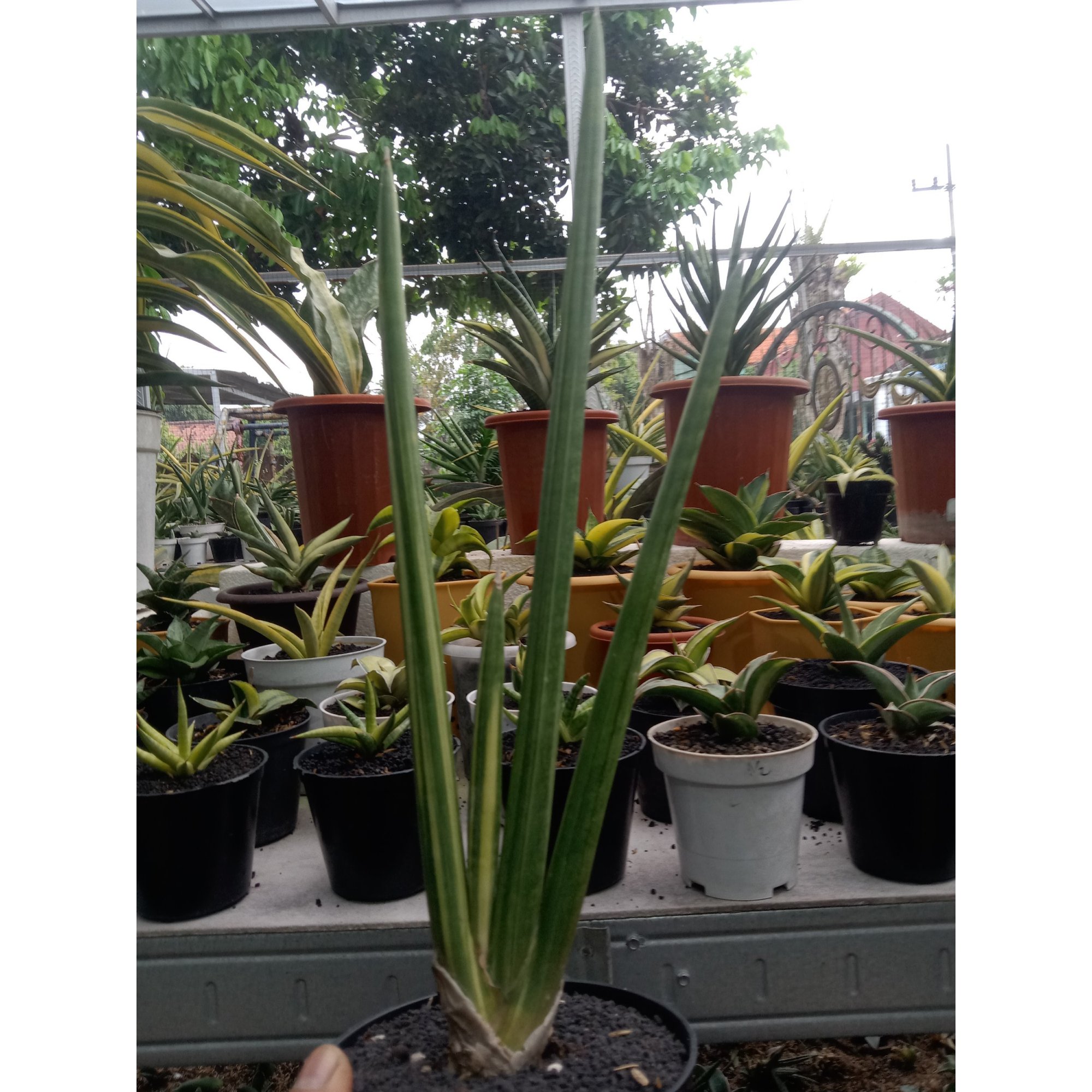 Sansevieria Scewrenfortii Variegated, real feature image plant. Picture taken directly from kaktus.id community Sansevieria farmer green houses.