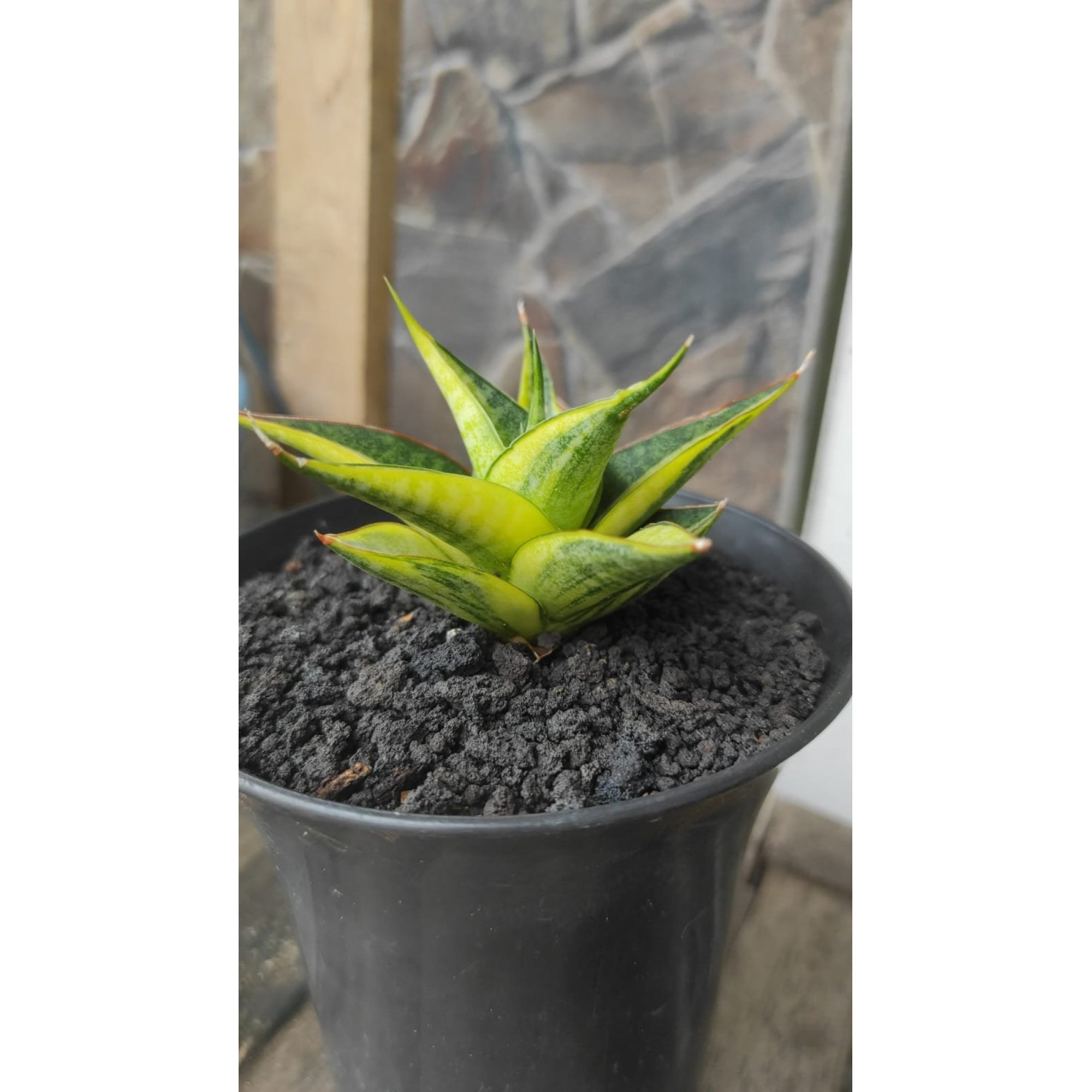 Sansevieria Senopati Variegated, real feature image plant. Picture taken directly from kaktus.id community Sansevieria farmer green houses.
