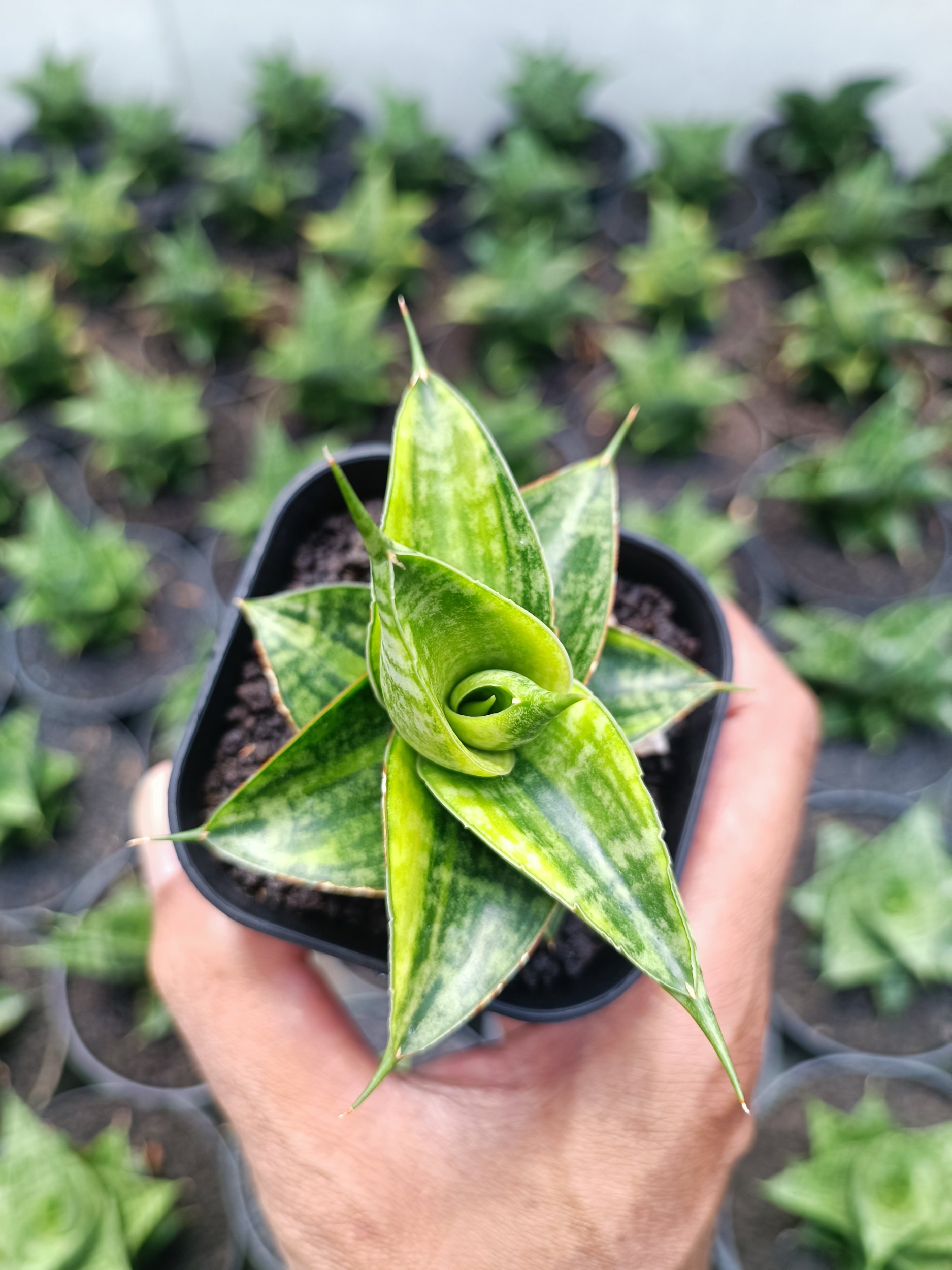 Sansevieria Sindoro Variegated, real gallery image #1 plants. Picture taken directly from kaktus.id community Sansevieria farmer green houses.