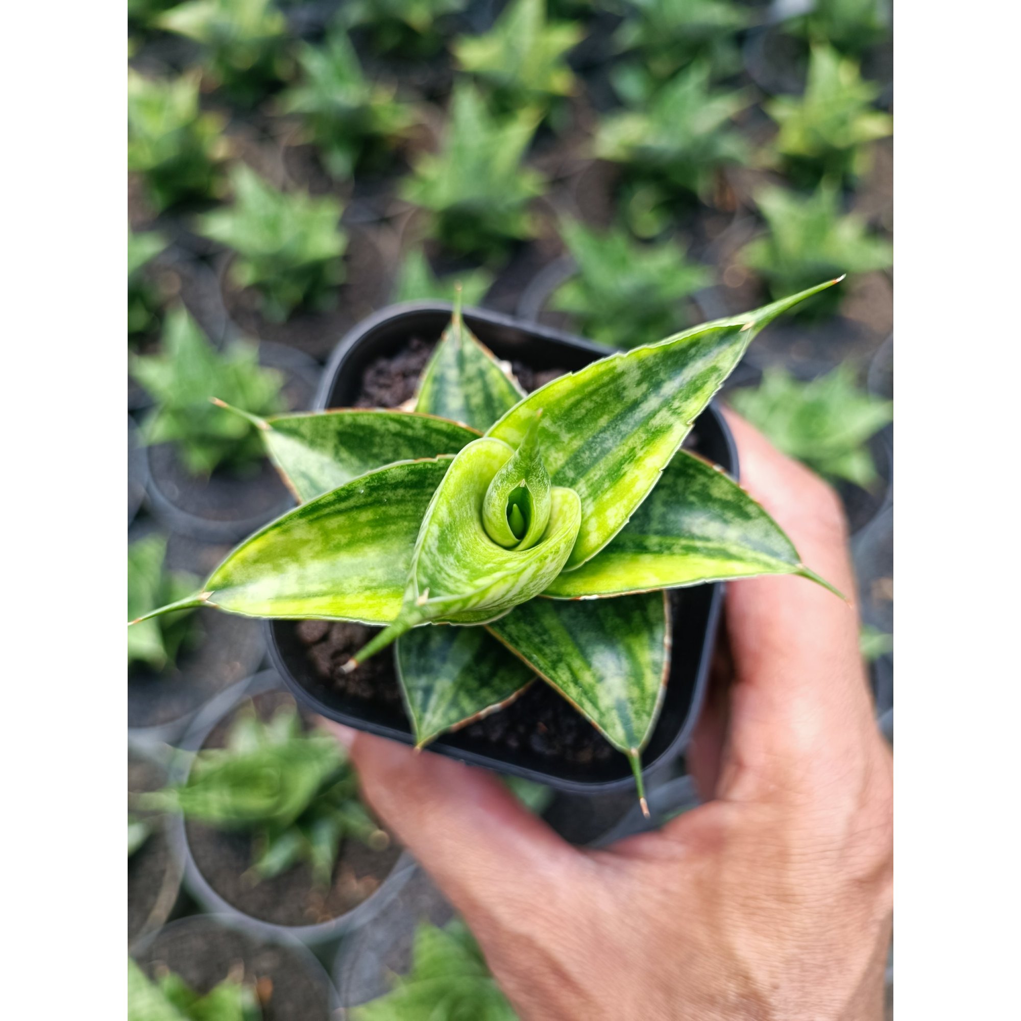 Sansevieria Sindoro Variegated, real feature image plant. Picture taken directly from kaktus.id community Sansevieria farmer green houses.