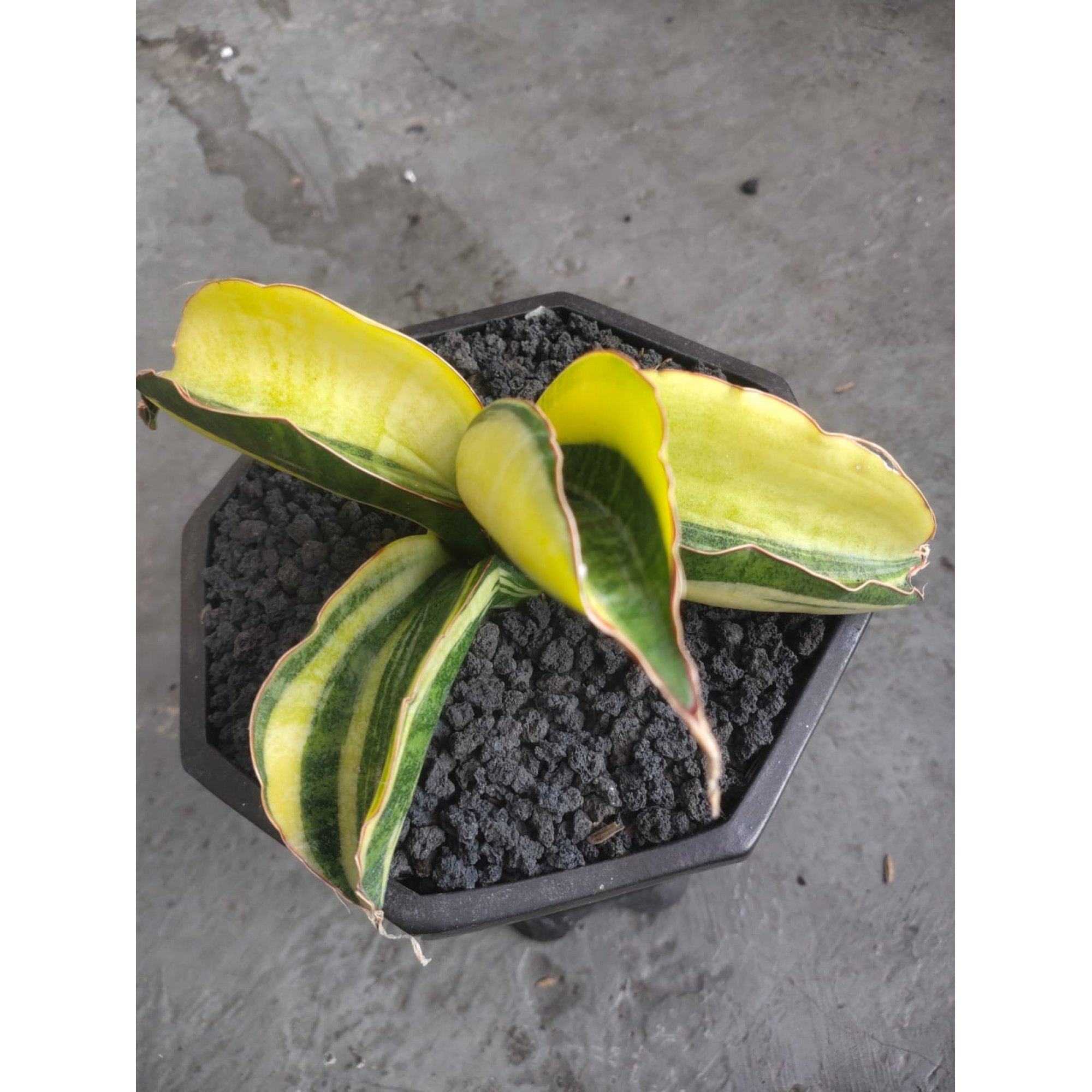 Sansevieria Sinus Zimbabwe Variegated Rousette, real feature image plant. Picture taken directly from kaktus.id community Sansevieria farmer green houses.