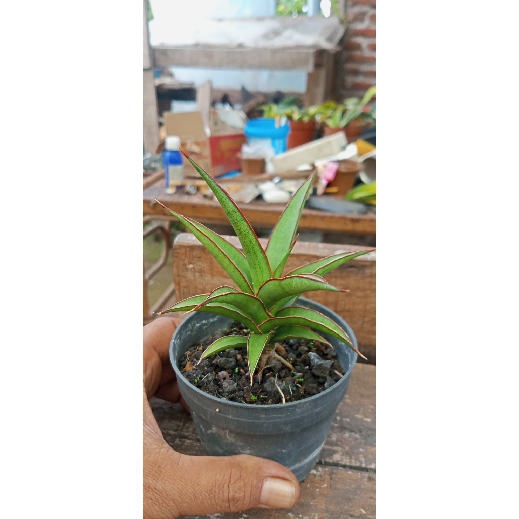 Sansevieria Super Red Live, real feature image plant. Picture taken directly from kaktus.id community Sansevieria farmer green houses.