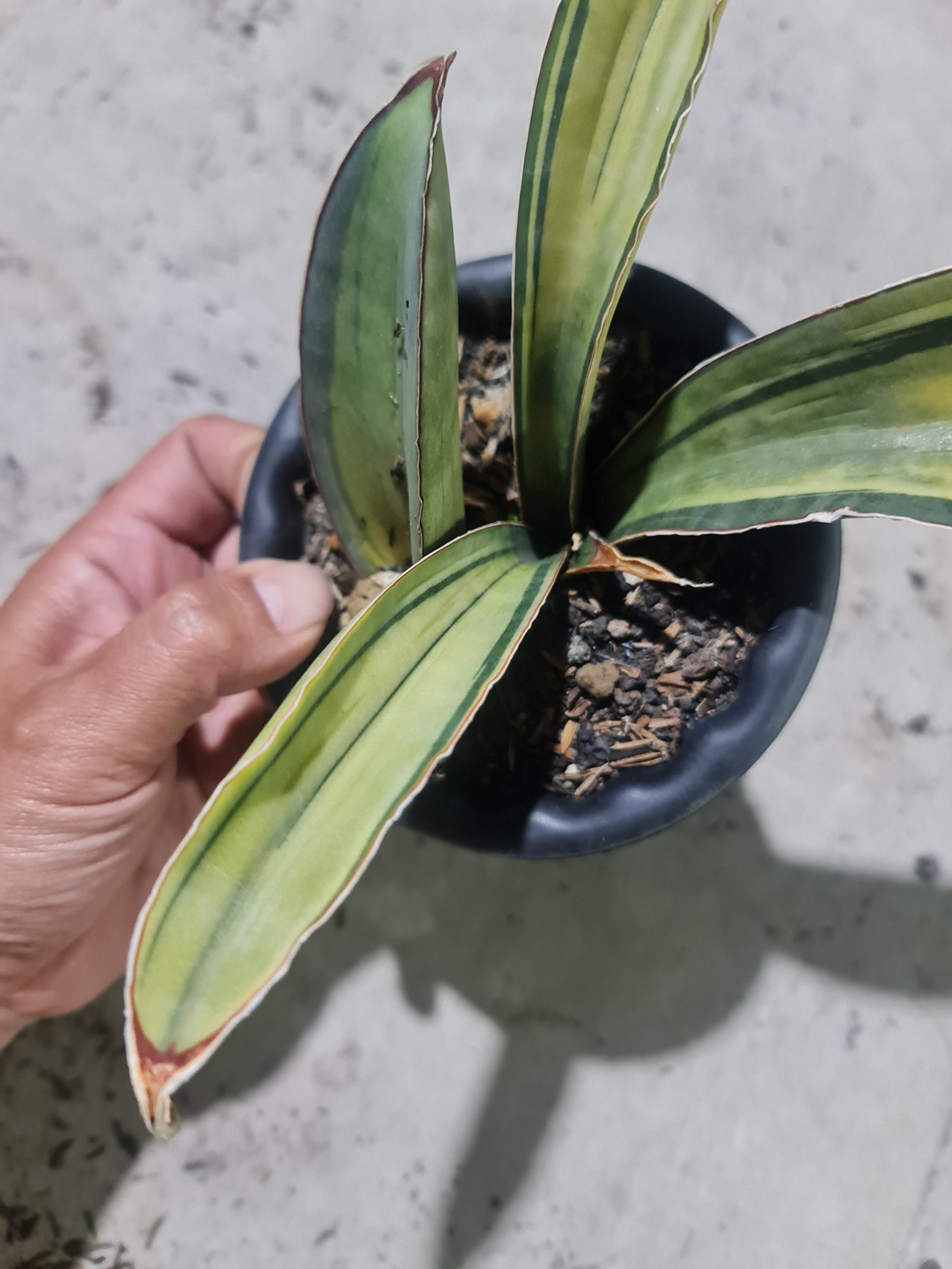 Sansevieria Superpink Variegated Rosettes Leaf + Baby, real gallery image #1 plants. Picture taken directly from kaktus.id community Sansevieria farmer green houses.