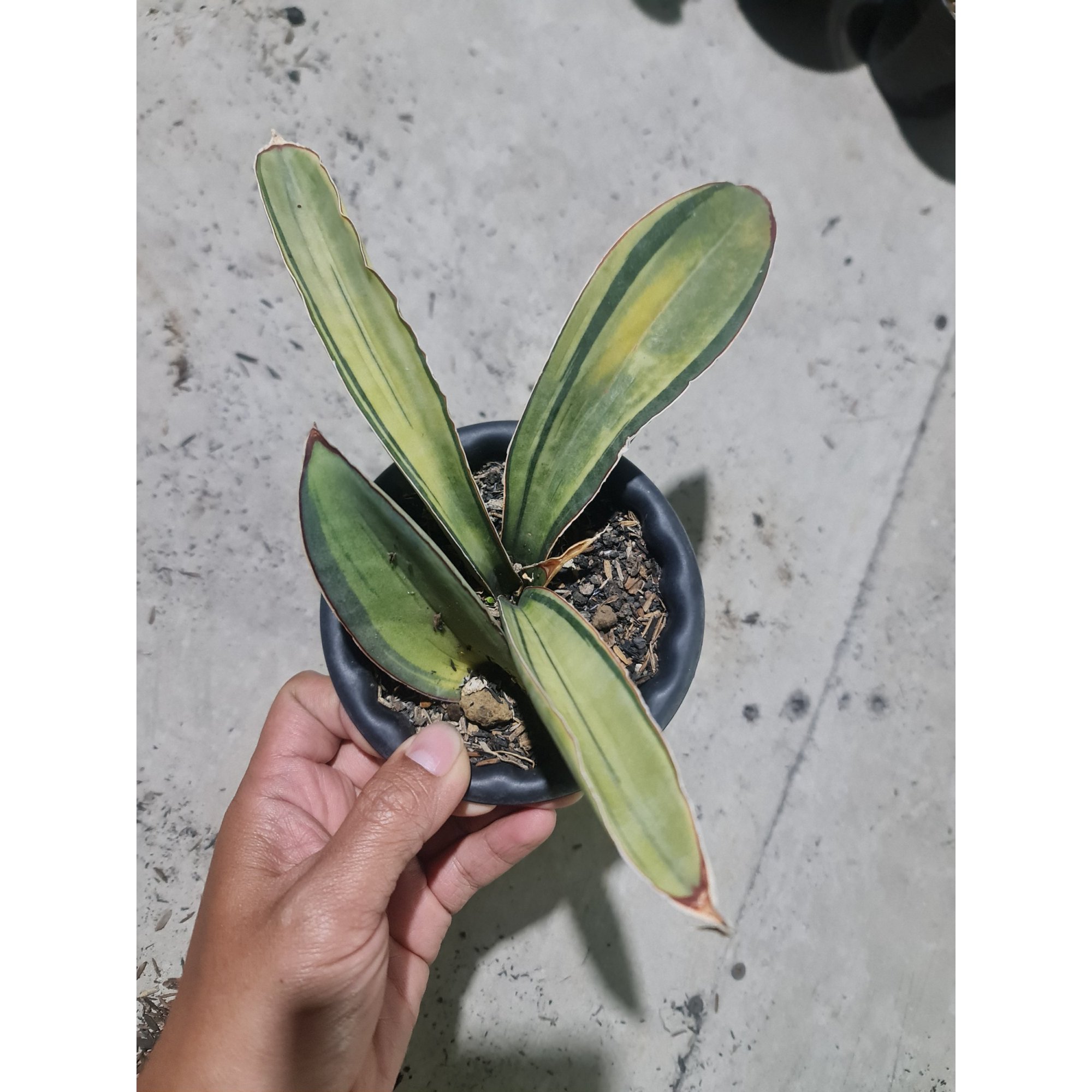 Sansevieria Superpink Variegated Rosettes Leaf + Baby, real feature image plant. Picture taken directly from kaktus.id community Sansevieria farmer green houses.
