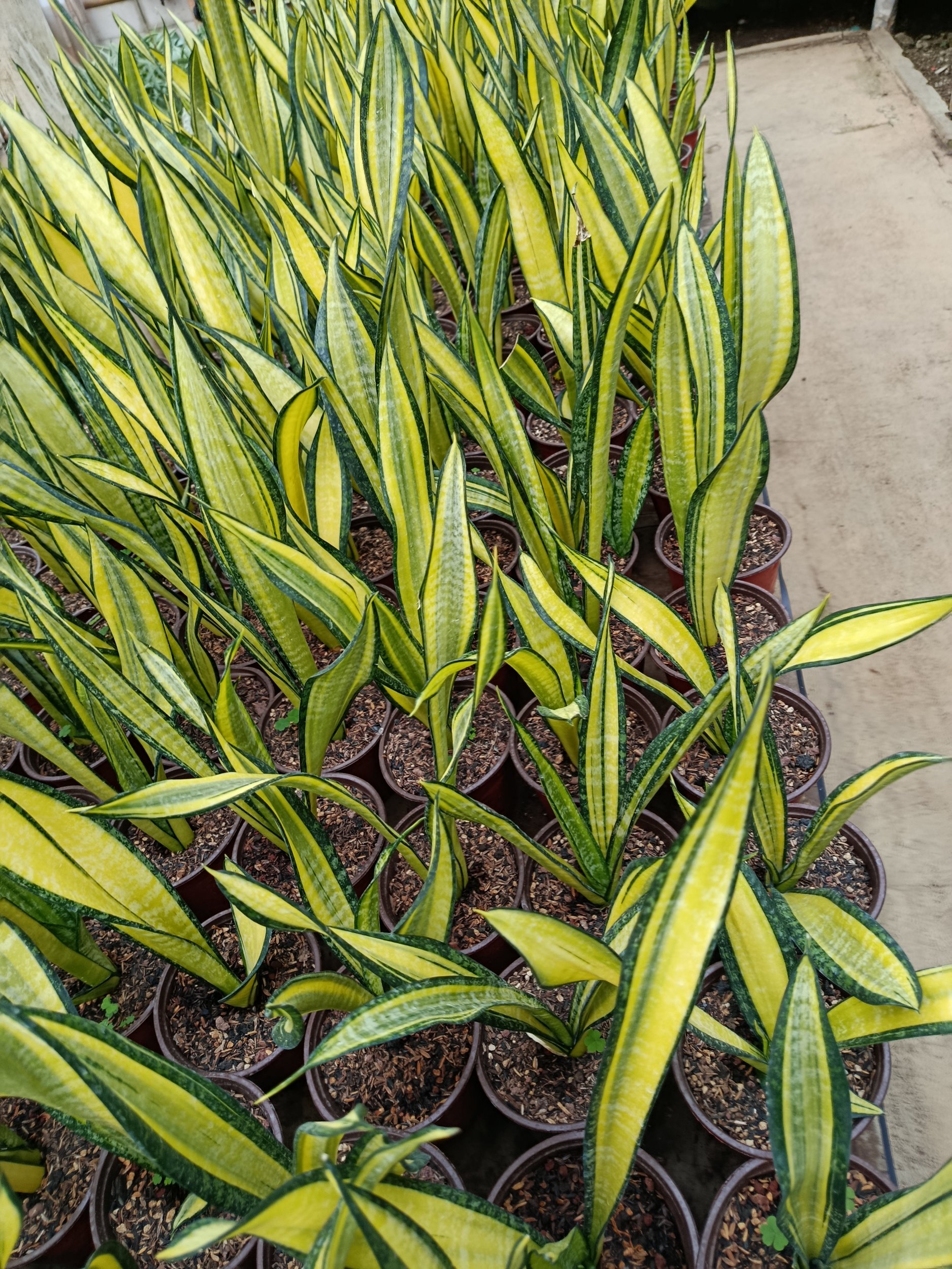 Sansevieria Trifasciata California, real gallery image #1 plants. Picture taken directly from kaktus.id community Sansevieria farmer green houses.