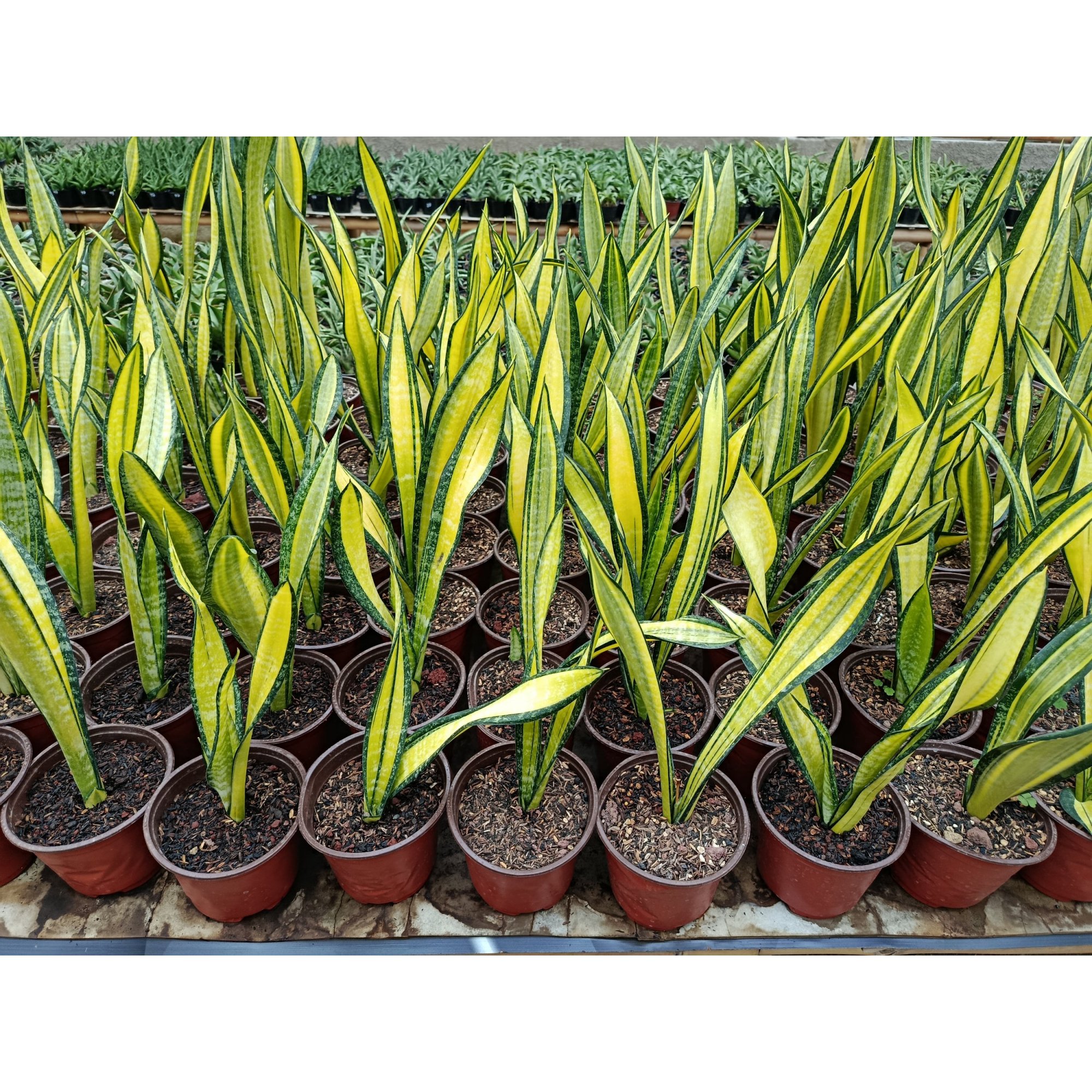 Sansevieria Trifasciata California, real feature image plant. Picture taken directly from kaktus.id community Sansevieria farmer green houses.