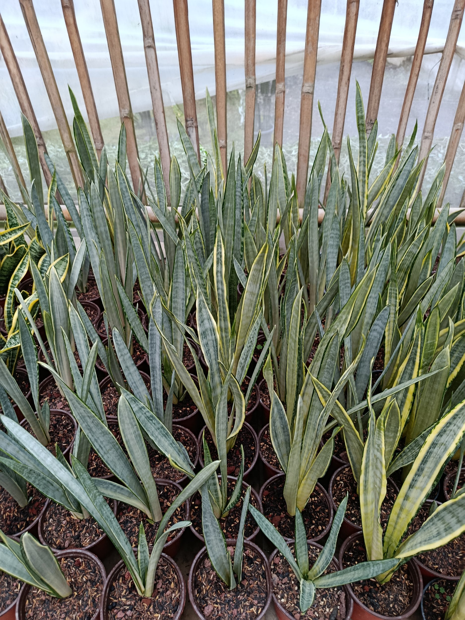 Sansevieria Trifasciata Golden Street, real gallery image #1 plants. Picture taken directly from kaktus.id community Sansevieria farmer green houses.