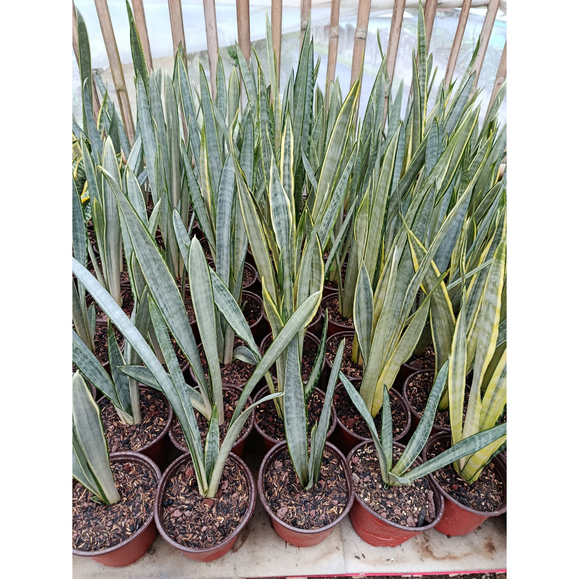 Sansevieria Trifasciata Golden Street, real feature image plant. Picture taken directly from kaktus.id community Sansevieria farmer green houses.