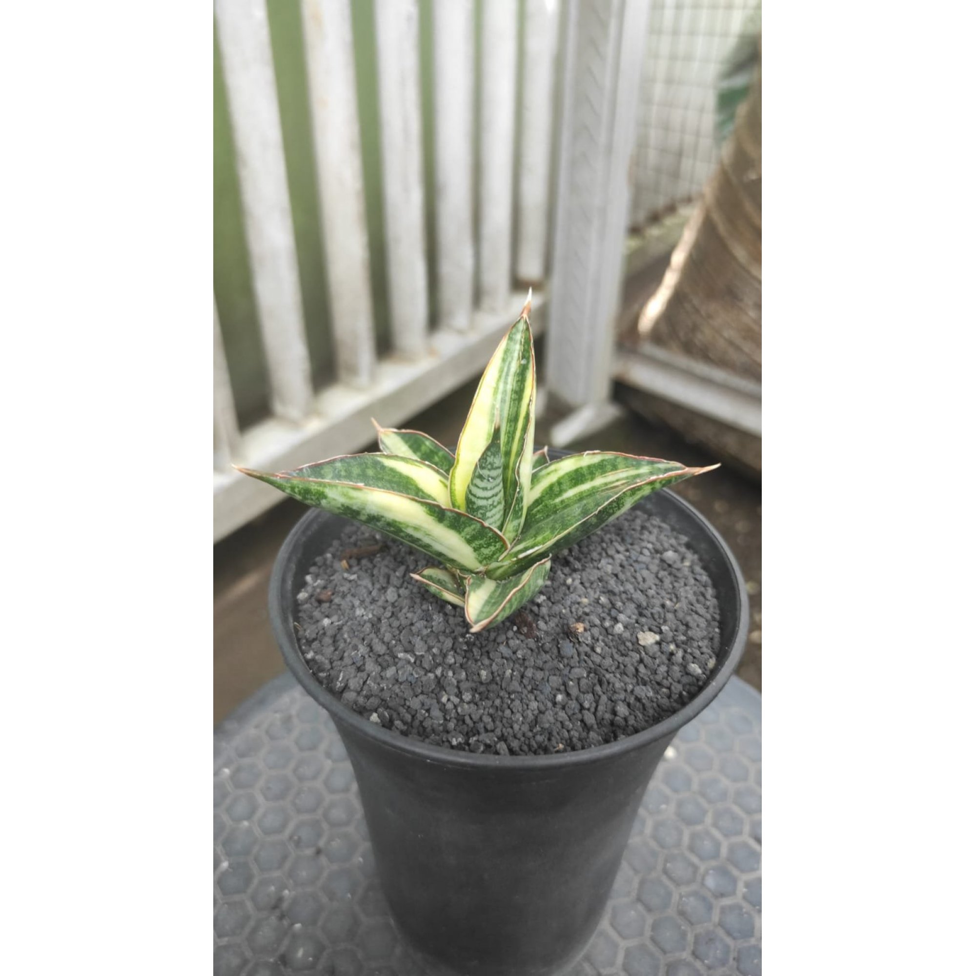 Sansevieria Ferro White Variegated Good Quallity, real feature image plant. Picture taken directly from kaktus.id community Sansevieria farmer green houses.
