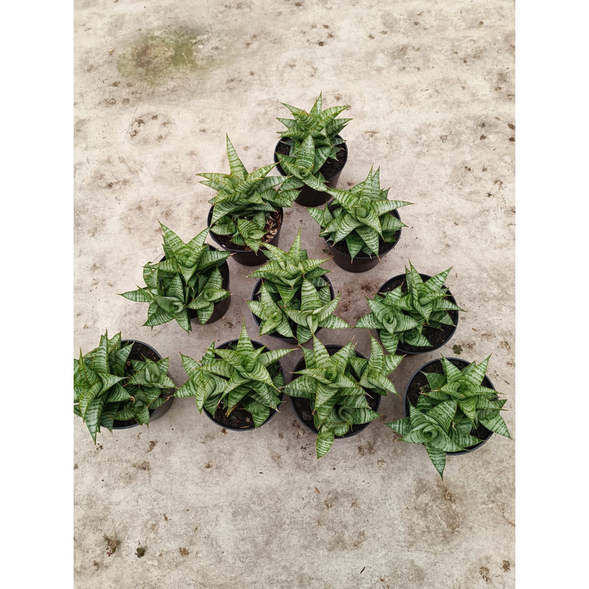Sansevieria Windi Cluster, real feature image plant. Picture taken directly from kaktus.id community Sansevieria farmer green houses.