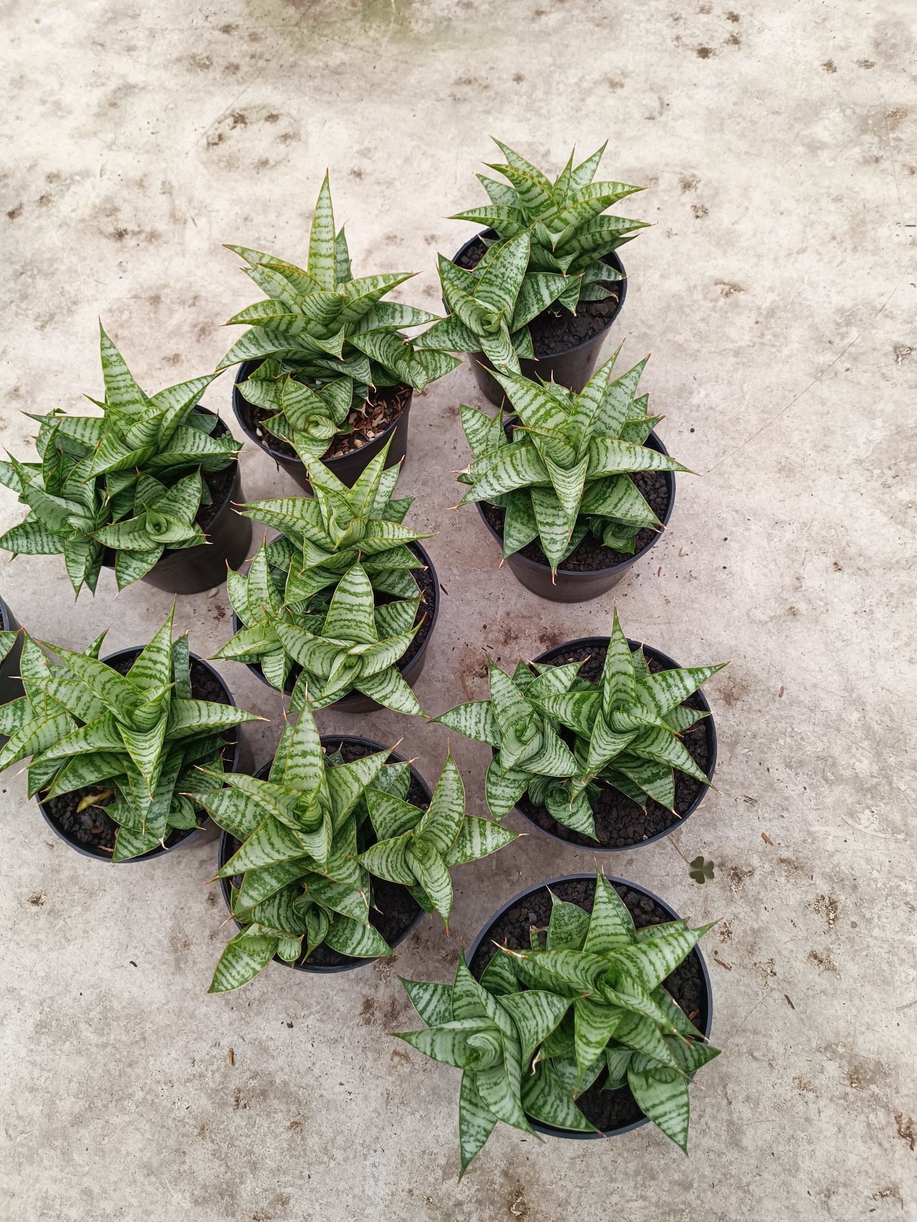 Sansevieria Windi Cluster, real gallery image #1 plants. Picture taken directly from kaktus.id community Sansevieria farmer green houses.