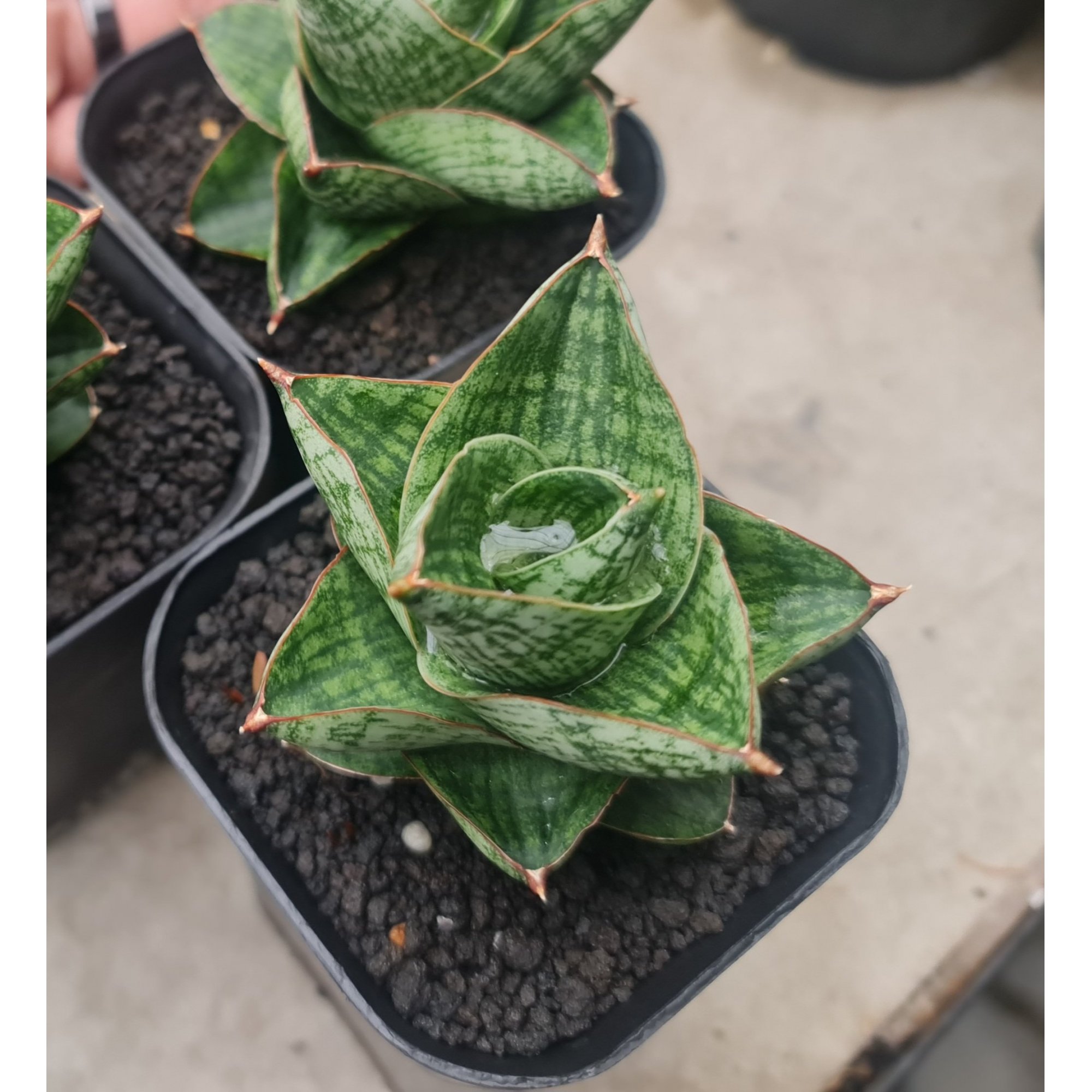 Sansevieria Yokmorokot, real feature image plant. Picture taken directly from kaktus.id community Sansevieria farmer green houses.