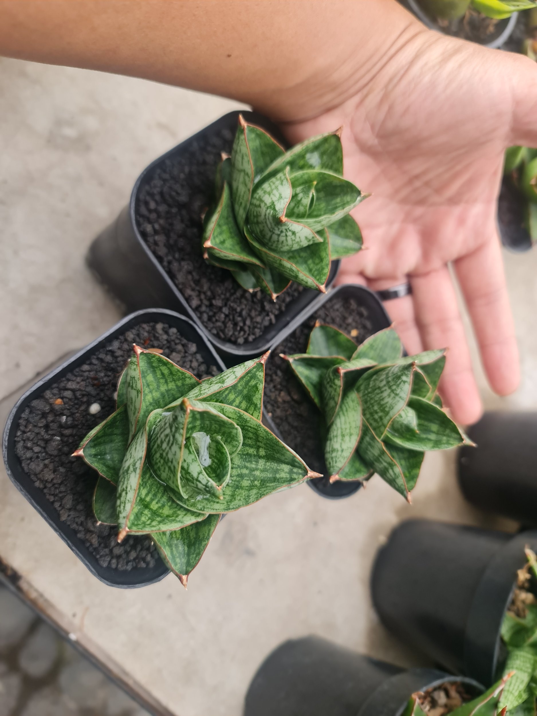Sansevieria Yokmorokot, real gallery image #1 plants. Picture taken directly from kaktus.id community Sansevieria farmer green houses.