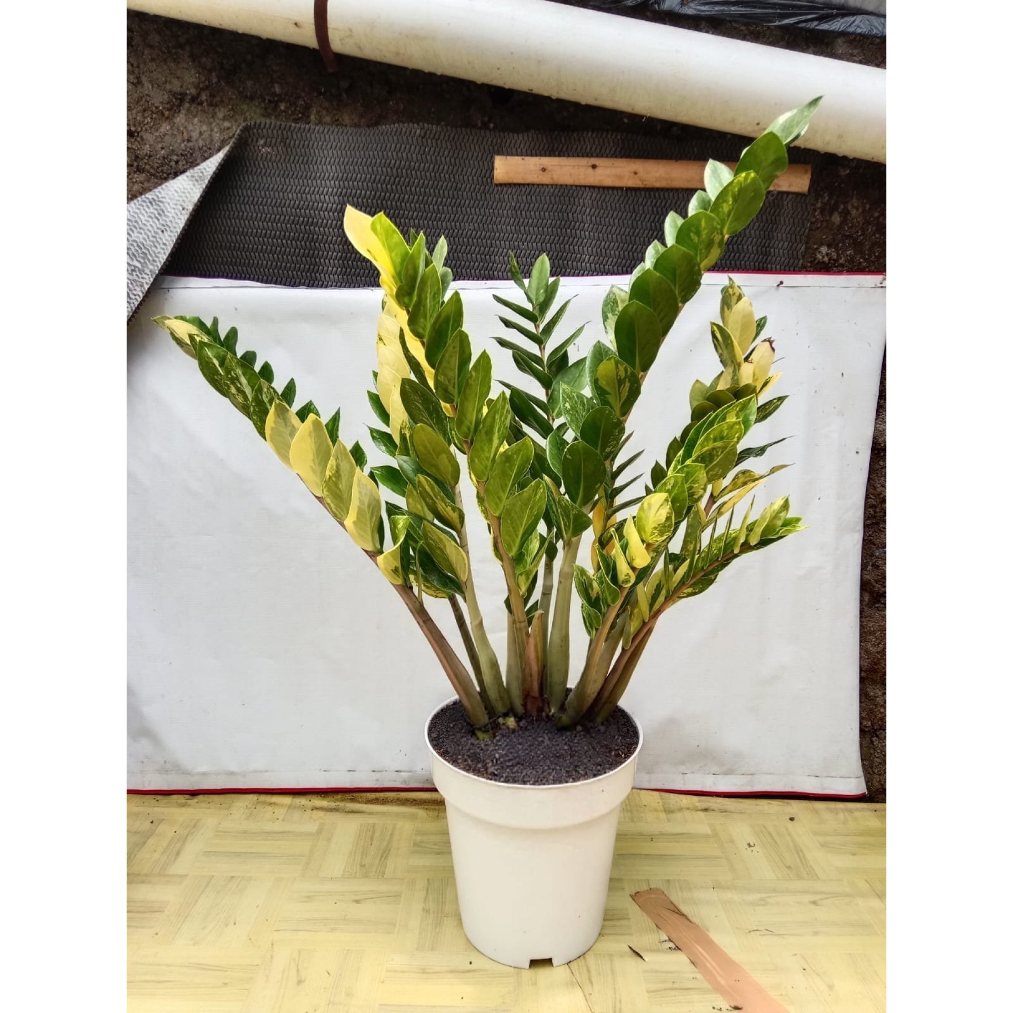 Zamioculcas Variegated Big Size 1 Plants Cluster 11 Leaf, real feature image plant. Picture taken directly from kaktus.id community Zamioculcas farmer green houses.