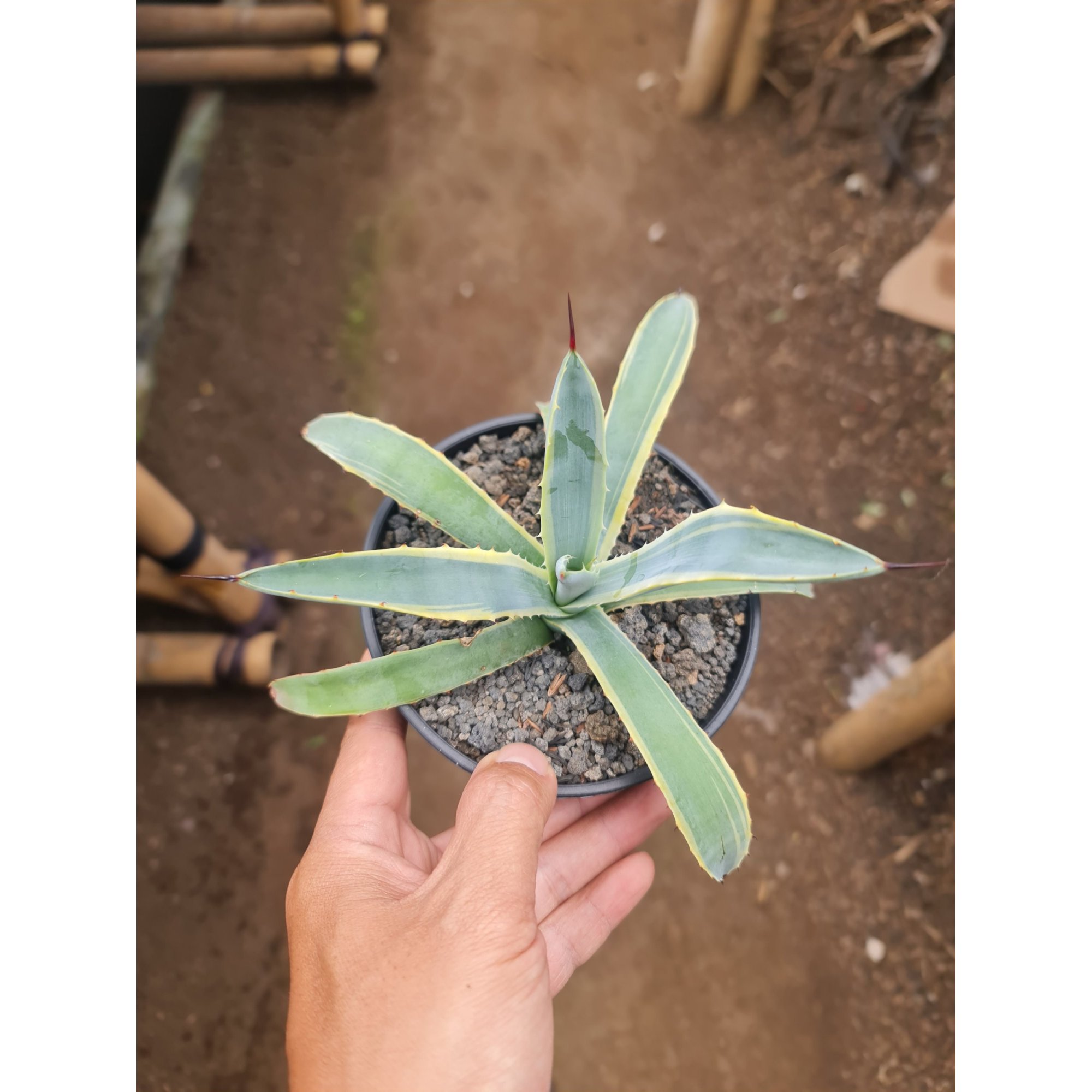 Agave Blue Ribbon, real feature image plant. Picture taken directly from kaktus.id community Agave farmer green houses.