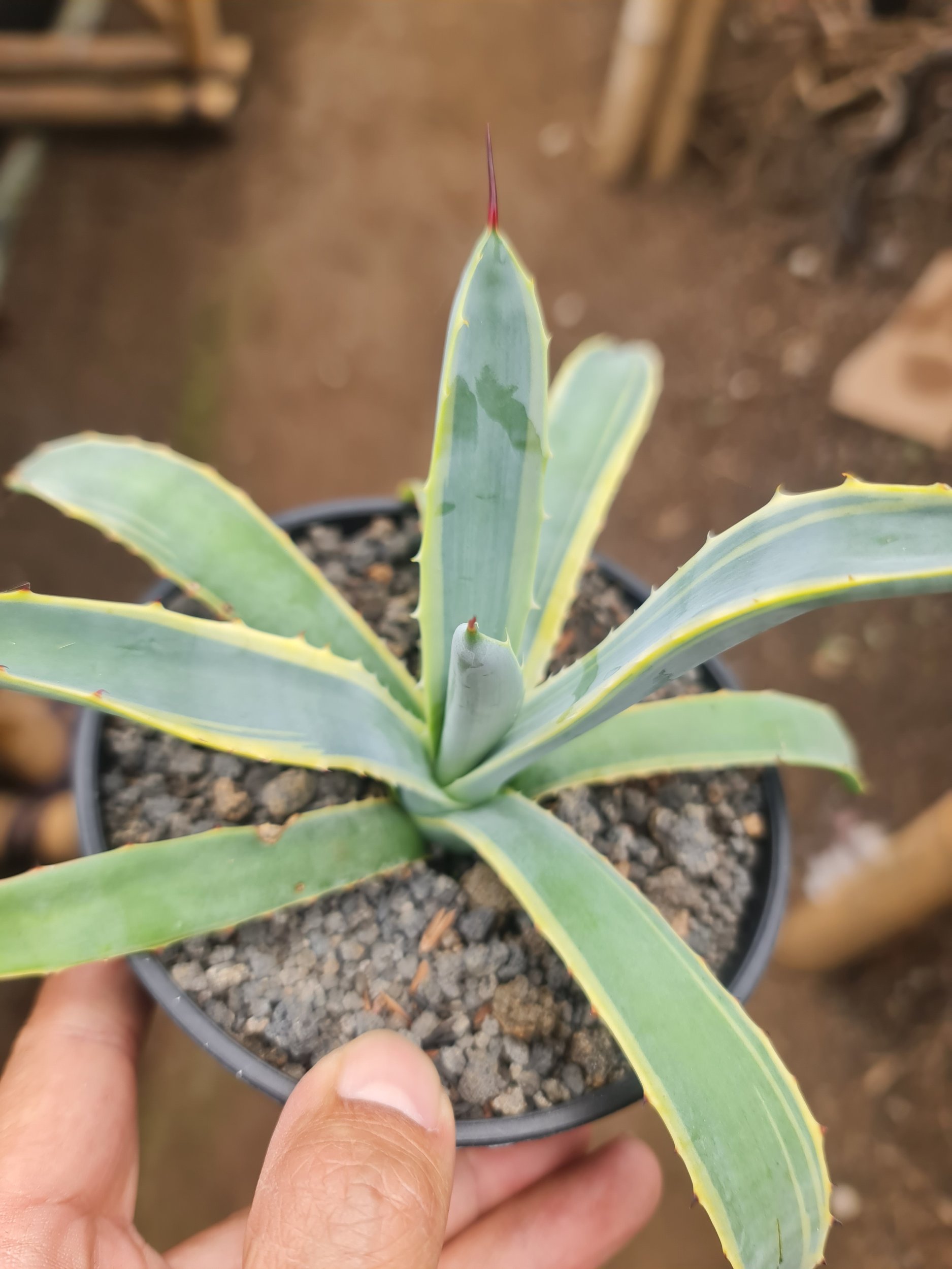 Agave Blue Ribbon, real gallery image #1 plants. Picture taken directly from kaktus.id community Agave farmer green houses.
