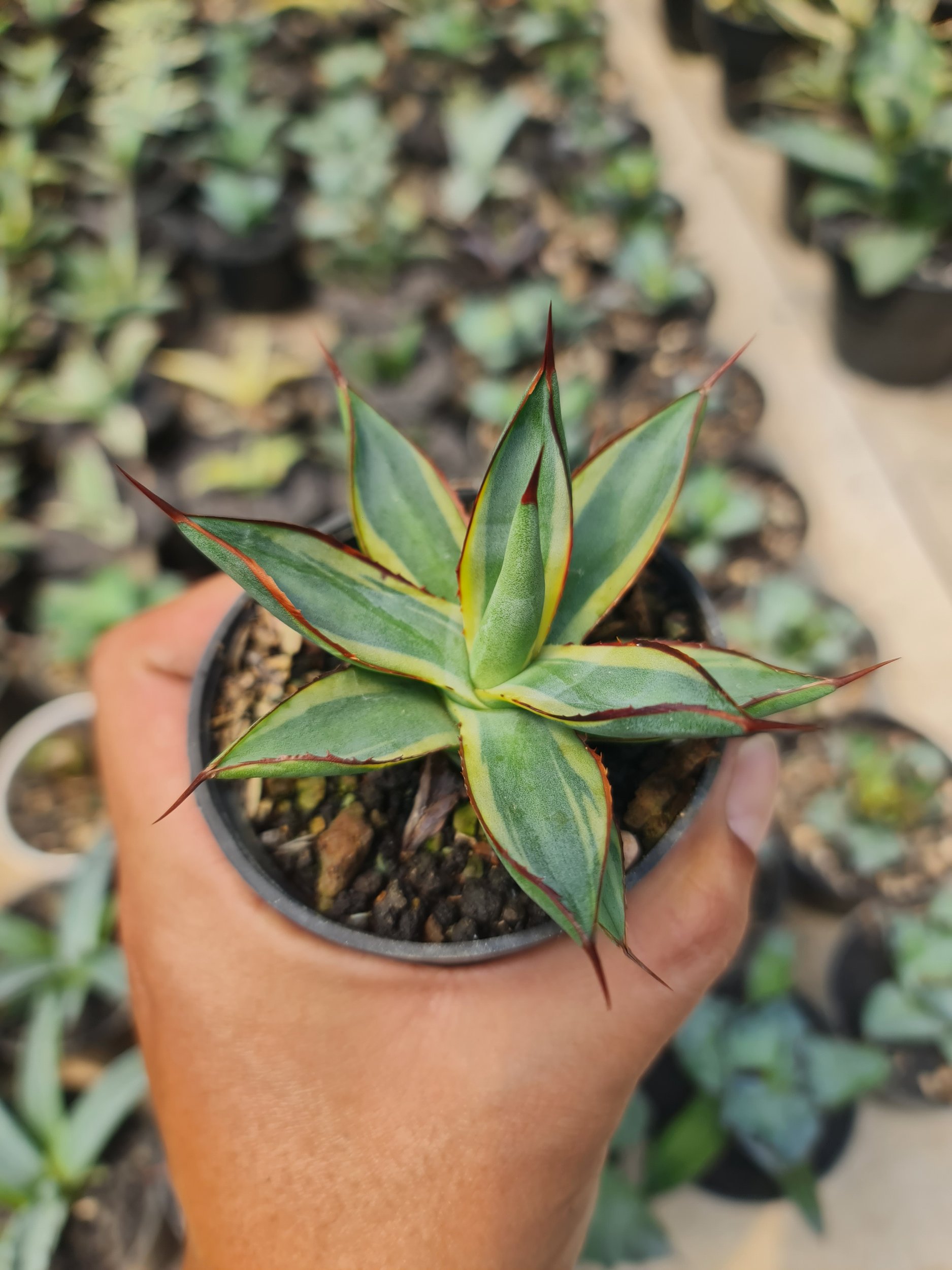 Agave Burgundy Marginata, real gallery image #1 plants. Picture taken directly from kaktus.id community Agave farmer green houses.