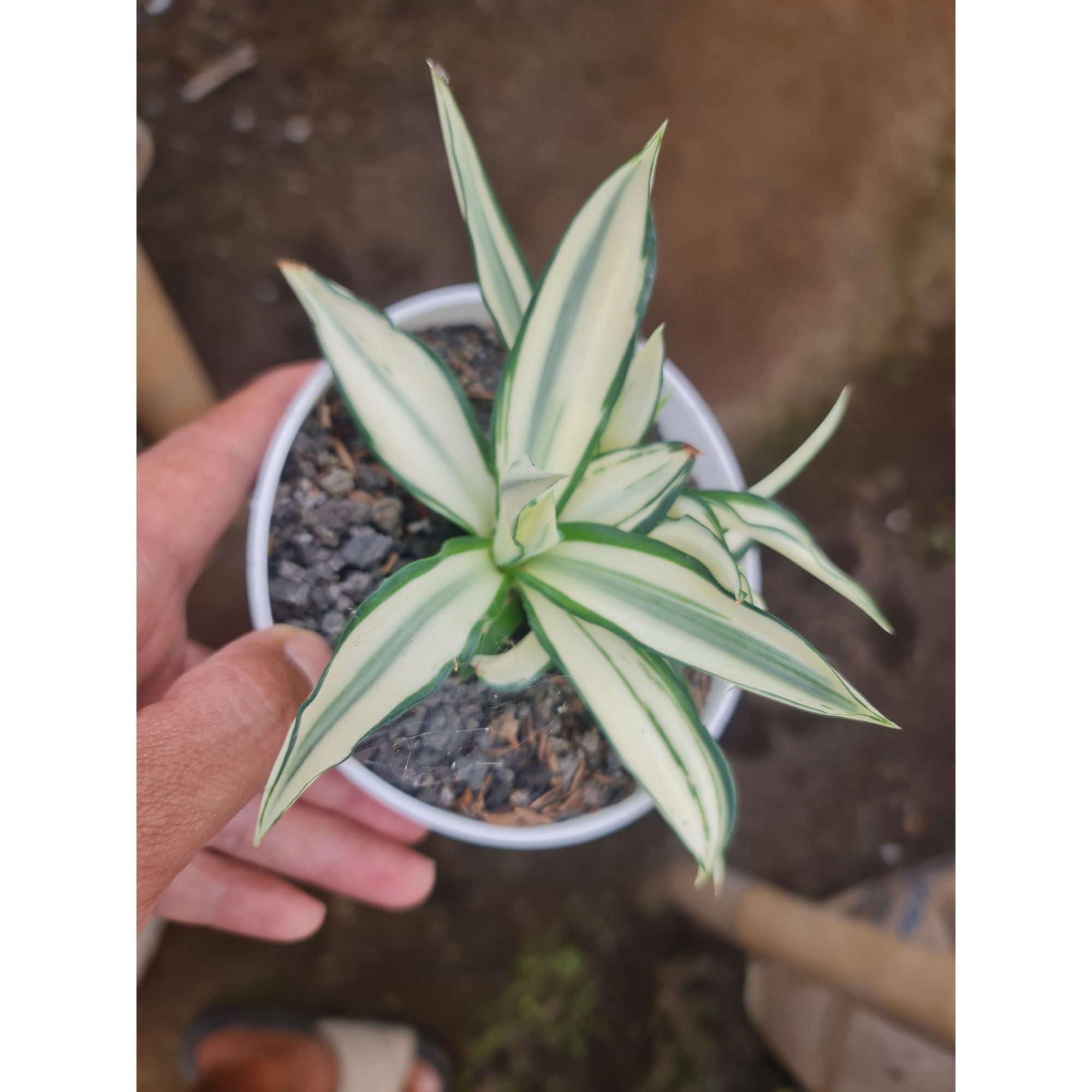 Agave Desmetiana Mutation, real feature image plant. Picture taken directly from kaktus.id community Agave farmer green houses.