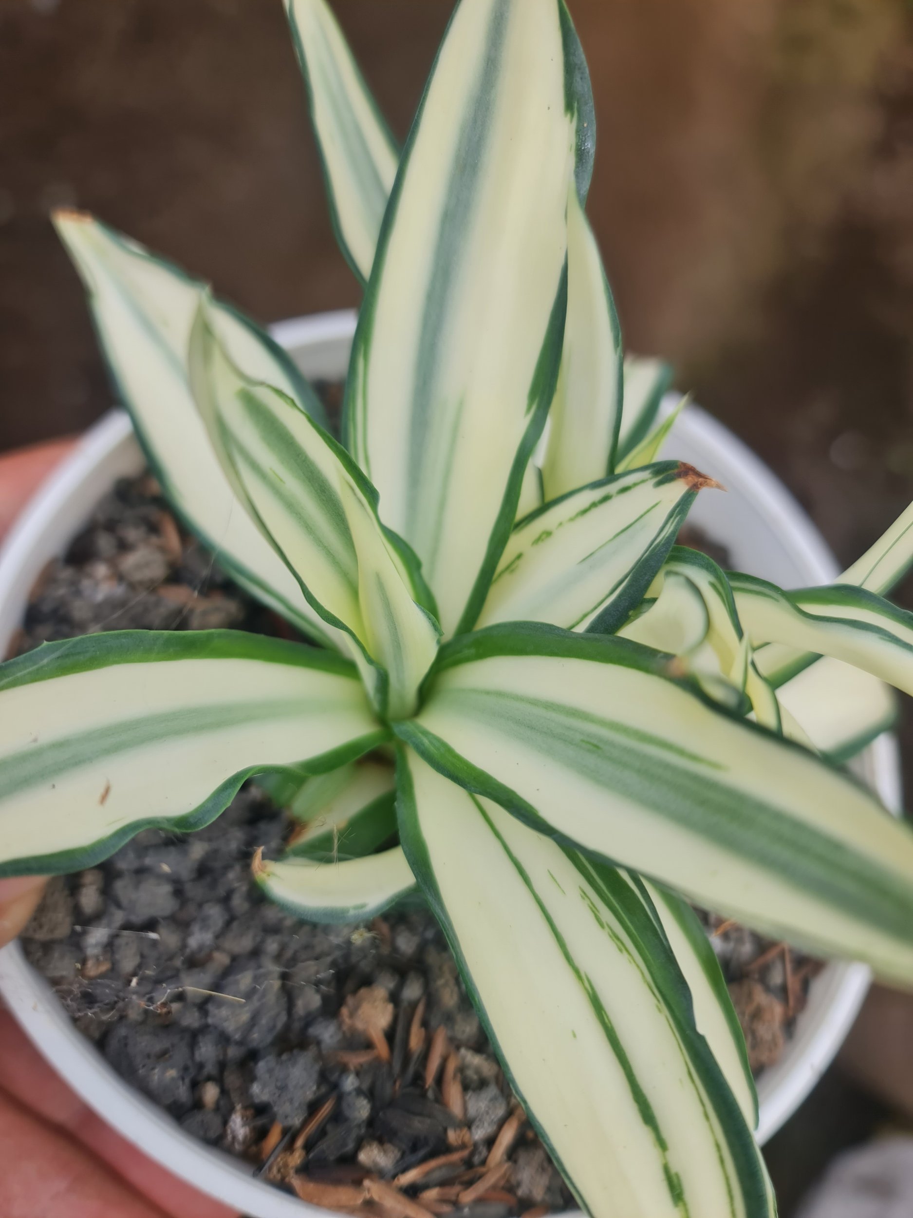 Agave Desmetiana Mutation, real gallery image #1 plants. Picture taken directly from kaktus.id community Agave farmer green houses.