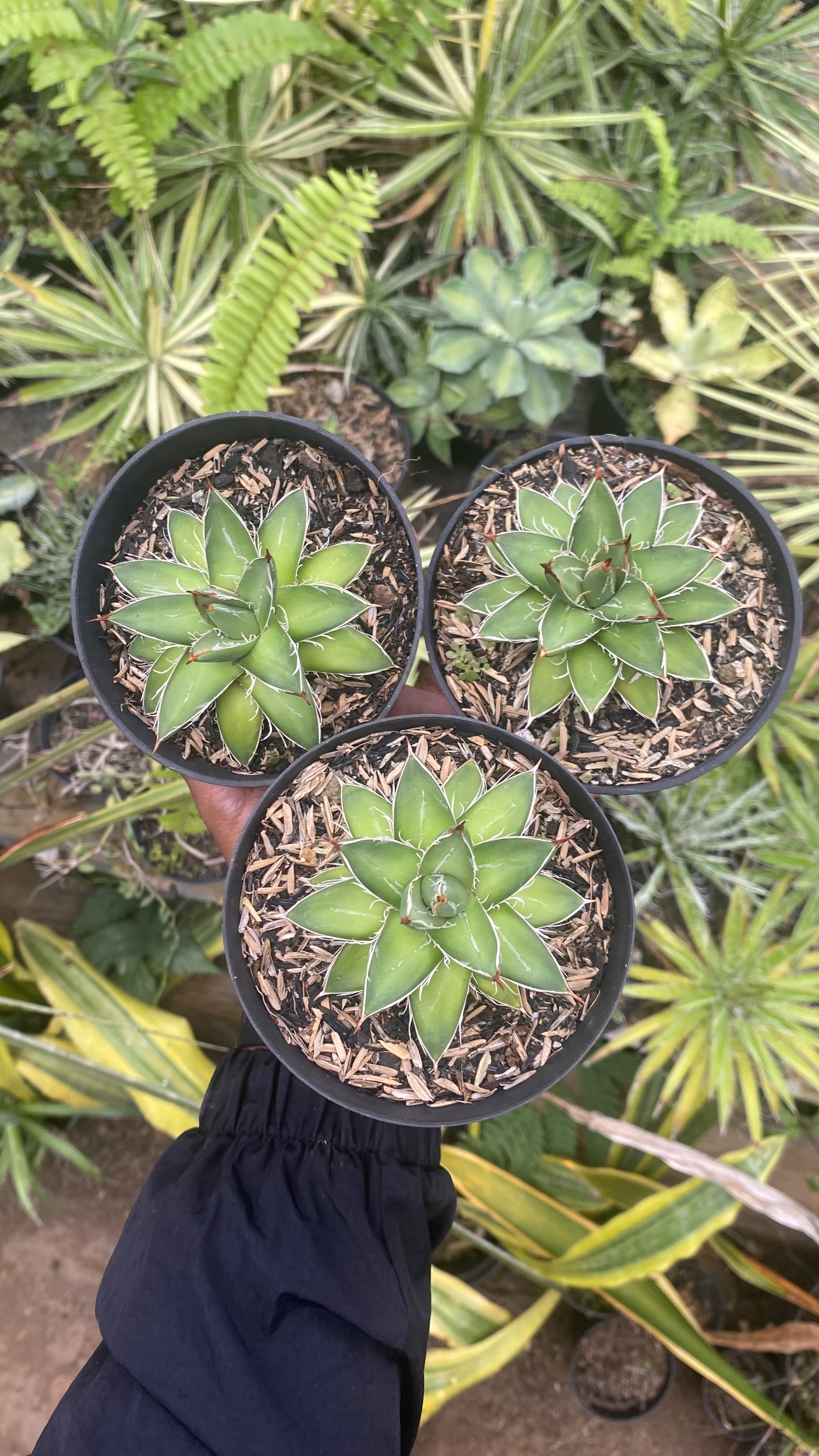 Agave Filifera Compacta Pinky 3pcs, real gallery image #1 plants. Picture taken directly from kaktus.id community Agave farmer green houses.
