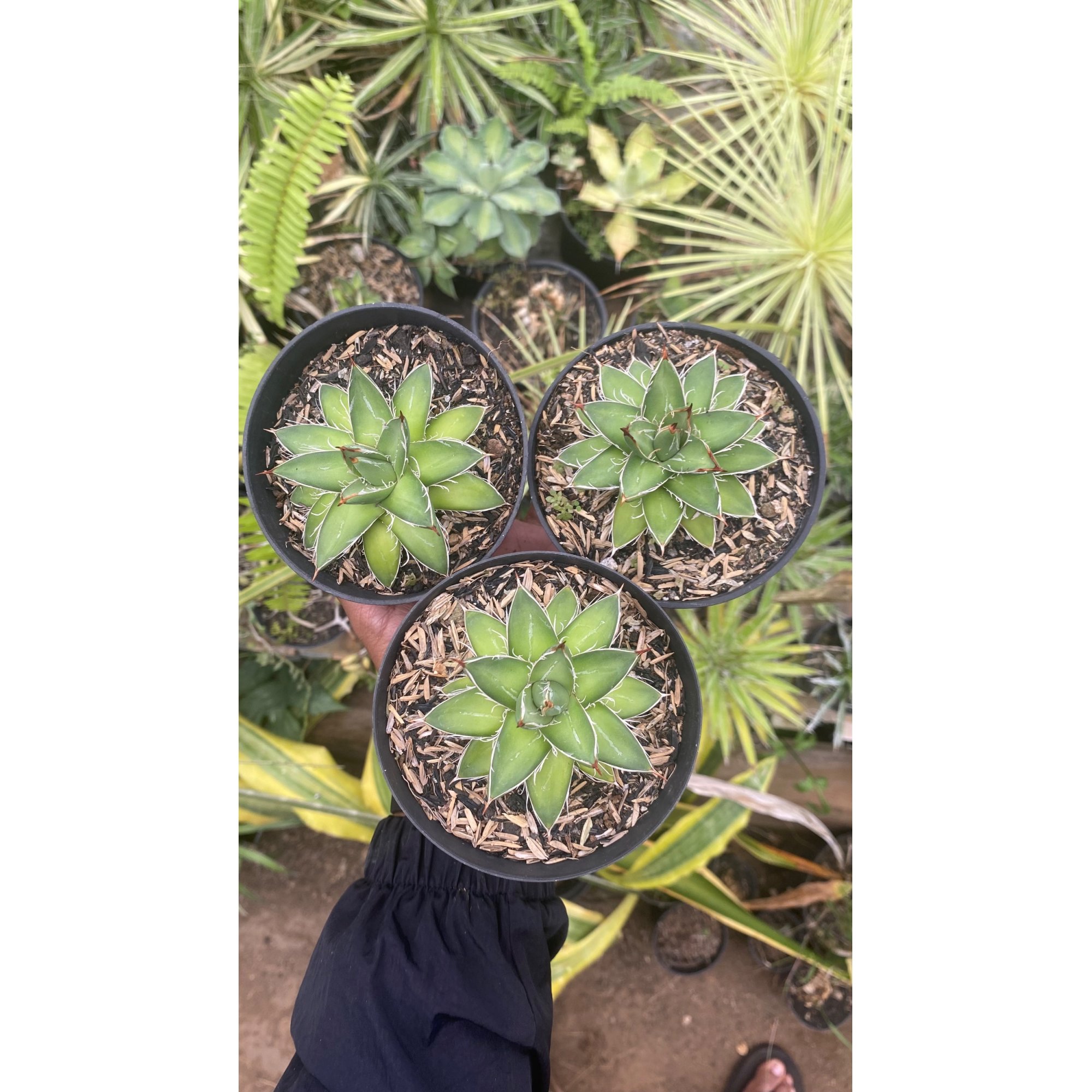 Agave Filifera Compacta Pinky 3pcs, real feature image plant. Picture taken directly from kaktus.id community Agave farmer green houses.