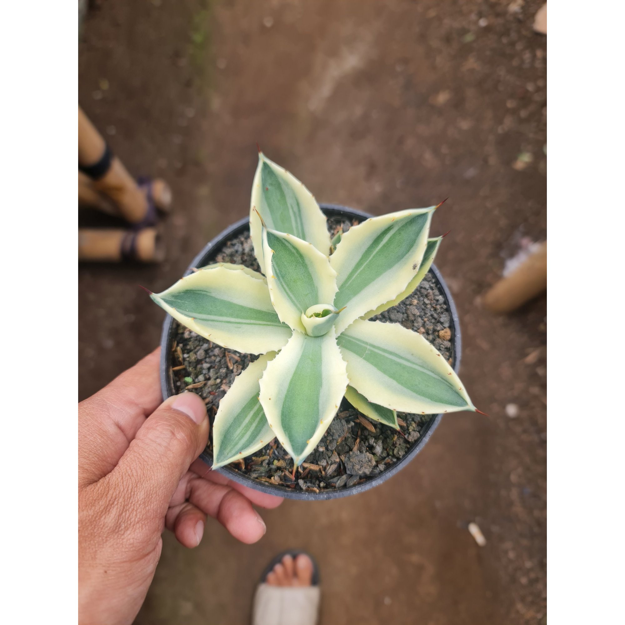 Agave Potatorum Supercorwn Size 10cm, real feature image plant. Picture taken directly from kaktus.id community Agave farmer green houses.