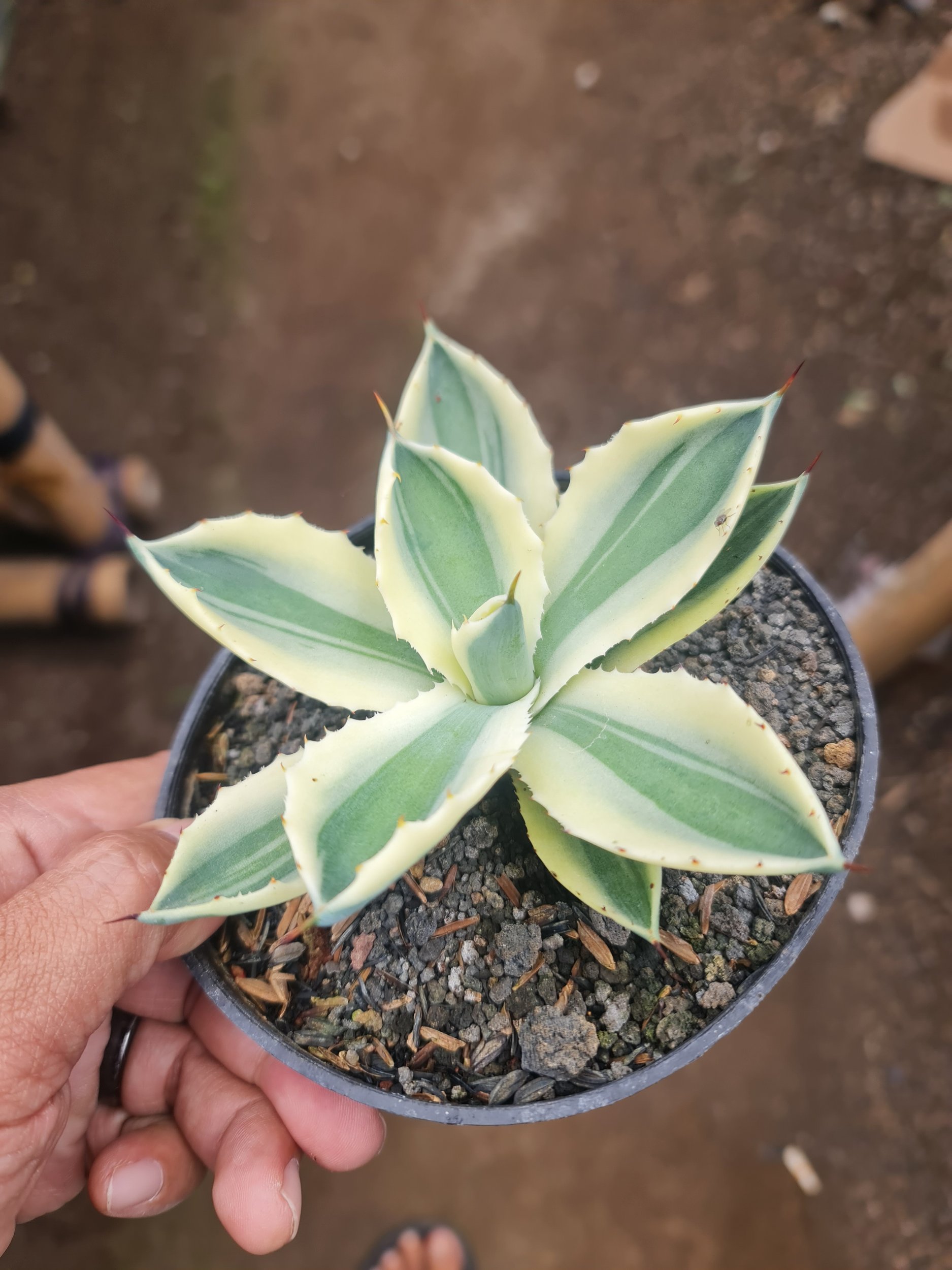 Agave Potatorum Supercorwn Size 10cm, real gallery image #1 plants. Picture taken directly from kaktus.id community Agave farmer green houses.