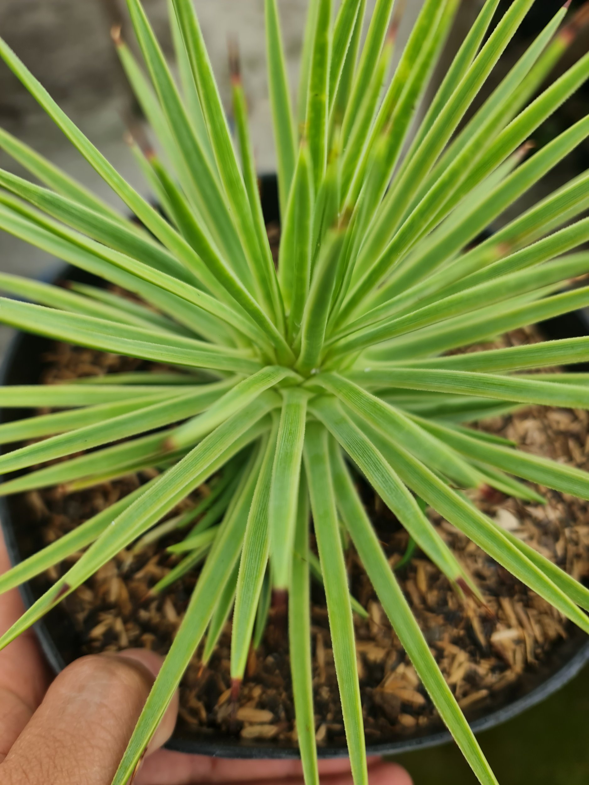Agave Stricta Nana Variegated Marginata, real gallery image #1 plants. Picture taken directly from kaktus.id community Agave farmer green houses.