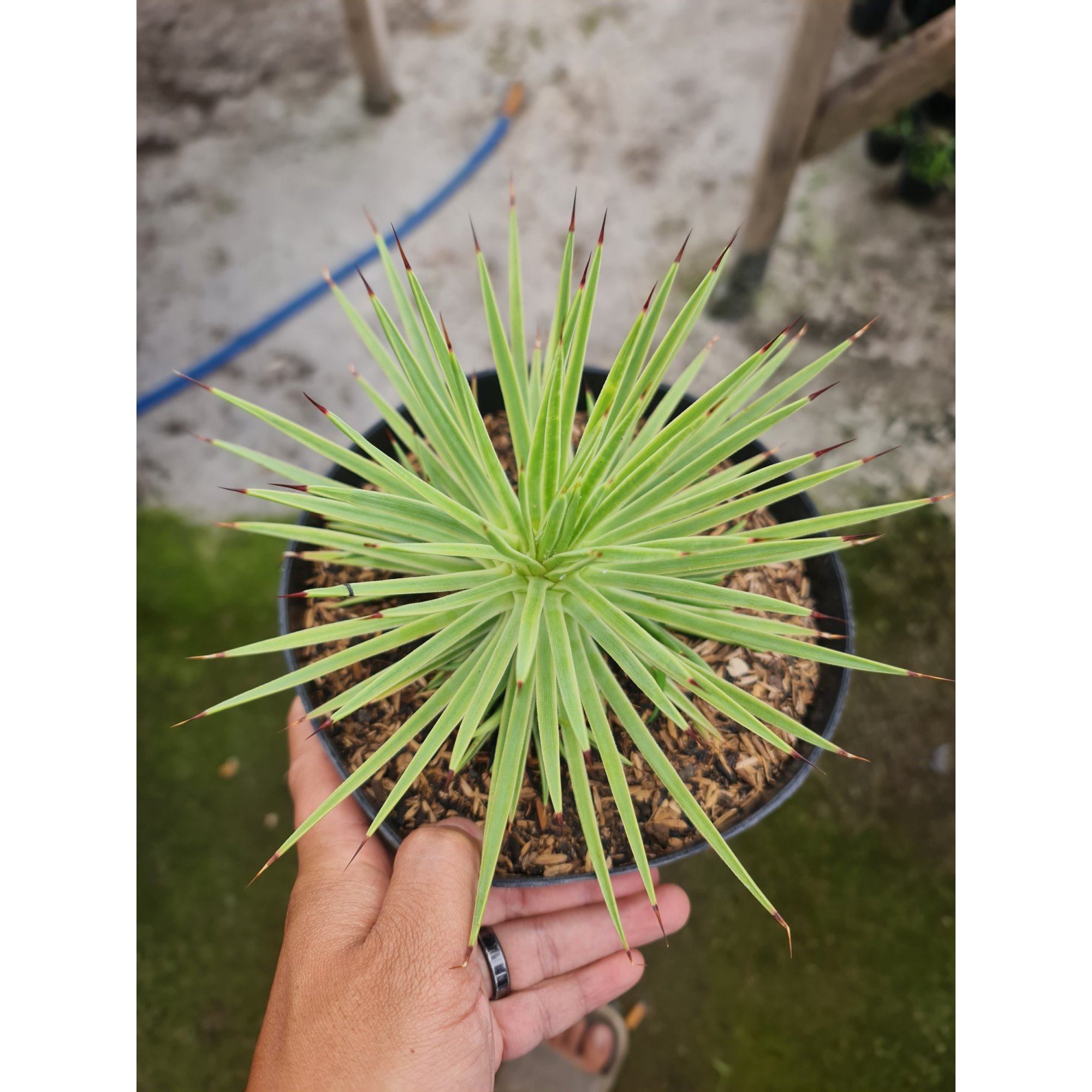 Agave Stricta Nana Variegated Marginata, real feature image plant. Picture taken directly from kaktus.id community Agave farmer green houses.