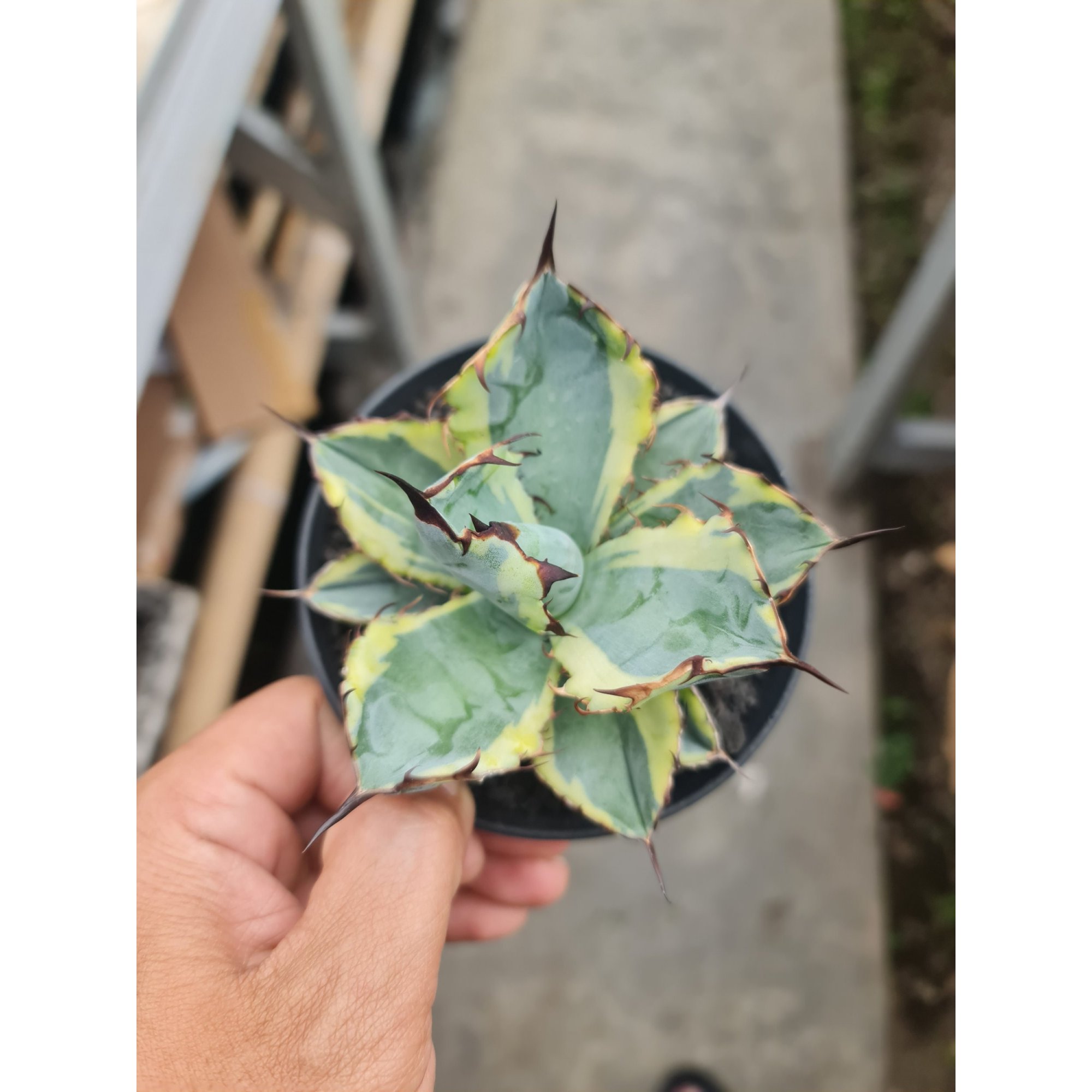 Agave Titanota Blue Diamond, real feature image plant. Picture taken directly from kaktus.id community Agave farmer green houses.