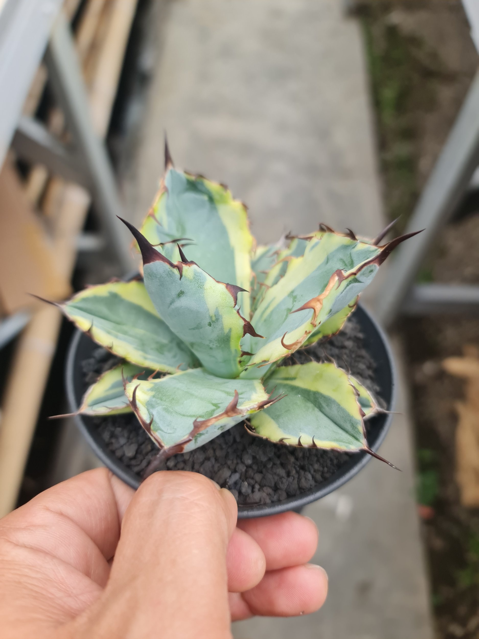 Agave Titanota Blue Diamond, real gallery image #1 plants. Picture taken directly from kaktus.id community Agave farmer green houses.