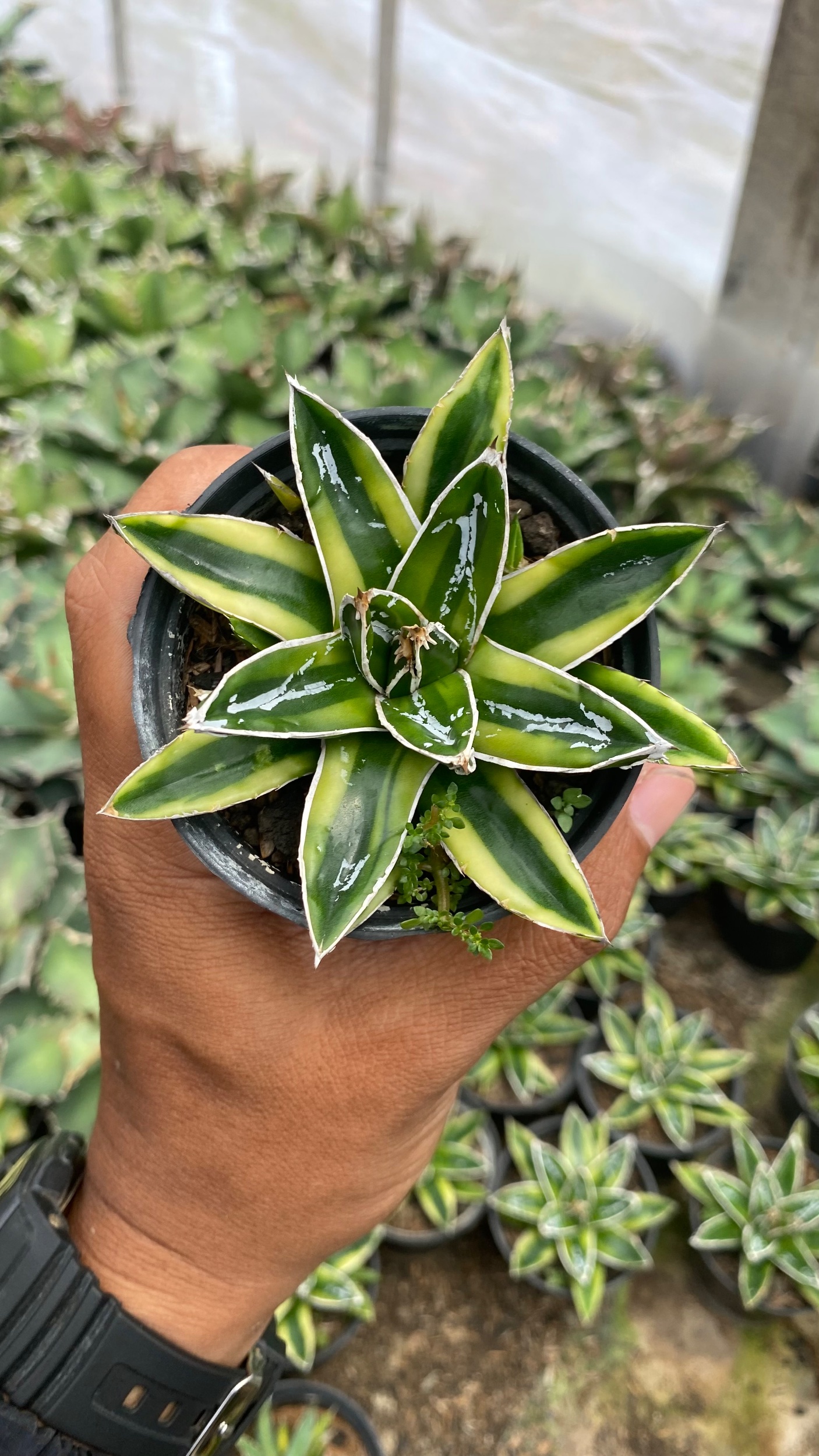Agave Victoriae-reginae Kizan Variegated, real gallery image #1 plants. Picture taken directly from kaktus.id community Agave farmer green houses.