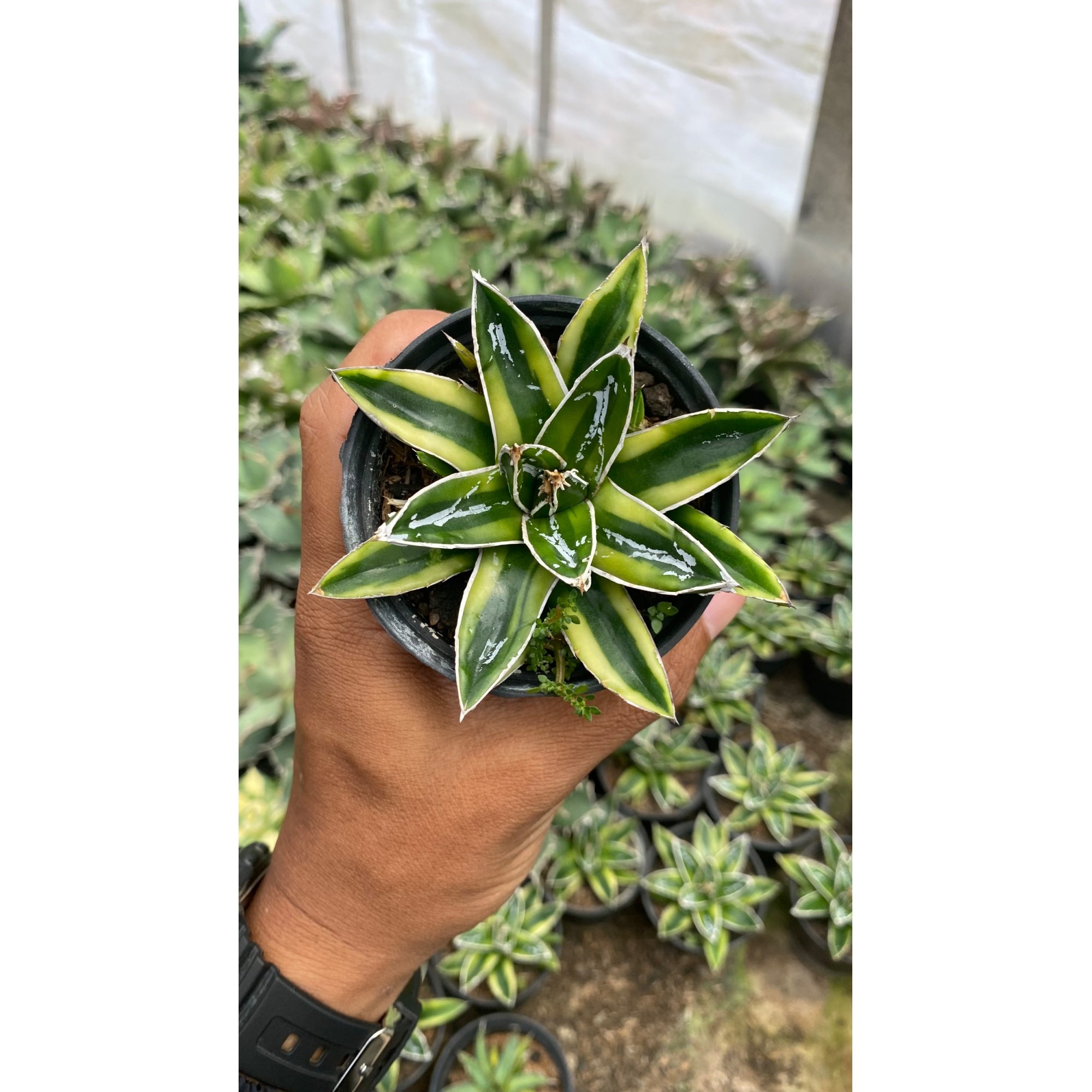Agave Victoriae-reginae Kizan Variegated, real feature image plant. Picture taken directly from kaktus.id community Agave farmer green houses.
